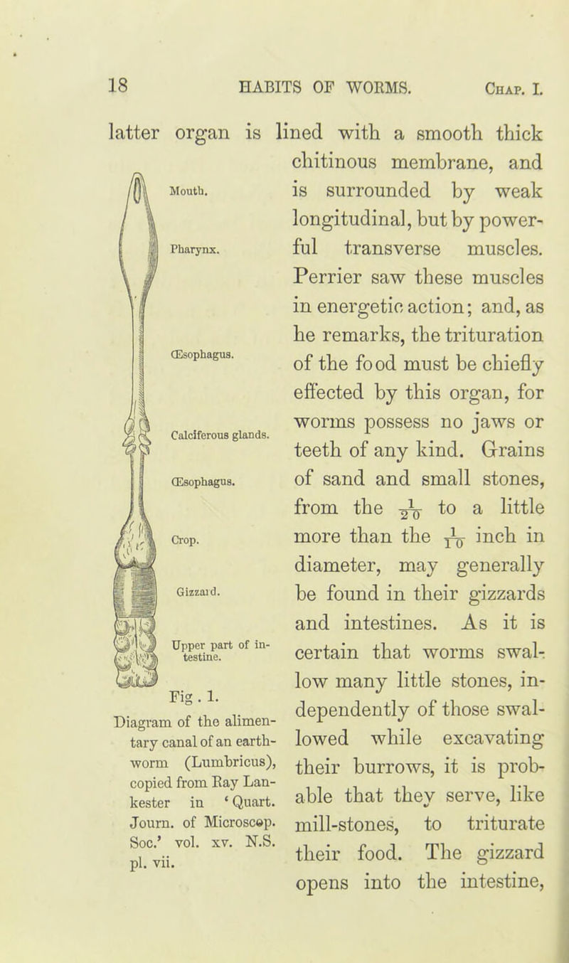 m Mouth. Pharynx. latter organ is lined with a smooth thick chitinous membrane, and is surrounded by weak longitudinal, but by power- ful transverse muscles. Perrier saw these muscles in energetic action; and, as be remarks, the trituration of the food must be chiefly effected by this organ, for worms possess no jaws or teeth of any kind. Grains of sand and small stones, from the A to a little (Esophagus. Calciferous glands. (Esophagus. Crop. Gizzaid. Upper part of in- testine. Fig . 1. Diagram of the alimen- tary canal of an earth- worm (Lumbricus), copied from Ray Lan- kester in ‘ Quart. Journ. of Microscep. Soc.’ vol. xv. N.S. pi. vii. more than the ^ inch in diameter, may generally be found in their gizzards and intestines. As it is certain that worms swal- low many little stones, in- dependently of those swal- lowed while excavating their burrows, it is prob- able that tbev serve, like mill-stones, to triturate their food. The gizzard opens into the intestine,