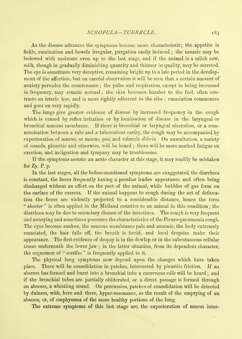 As the disease advances the syiuptums becume luure characteristic; the appetite is fickle, rumination and bowels irregular, purgation easily induced ; the muzzle may be bedewed with moisture even up to the last stage, and if the animal is a milch cow, milk, though in gradually diminishing quantity and thinner in quality, may be secreted. Tiie eye is sometimes very deceptive, remaining bright up to a late period in the develop- ment of the aflFection, but on careful observation it will be seen that a certain amount of anxiety pervades the countenance ; the pulse and respiration, except in being increased in frequency, may remain normal; the skin becomes harsher to the feel, often con- tracts an icteric hue, and is more tightly adherent to the ribs : emaciation commences and goes on very rapidly. The lungs give greater evidence of disease by increased frequency in the cough which is caused by reflex irritation or by localisation of disease in the laryngeal or bronchial mucous membrane. If there is bronchial or laryngeal ulceration, or a com- munication between a tube and a tuberculous cavity, the cough may be accompanied by- expectoration of mucus, or mucus, pus, and tubercle debris. On auscultation, a variety of sounds, pleuritic and otherwise, will be heard ; there will be more marked fatigue on exertion, and indigestion and tympany may be troublesome. If the symptoms assume an acute character at this stage, it may readily be mistaken for Zy. P. p. In the last stages, all the before-mentioned symptoms are exaggerated, the diarrhoea is constant, the ffeces frequently having a peculiar leaden appearance and often being discharged without an effort on the part of the animal, while bubbles of gas form on the surface of the excreta. If the animal happens to cough during the act of defoeca- tion the feeces are violently projected to a considerable distance, hence the term  shooter  is often applied in the Midland counties to an animal in this condition; the diarrhoea may be due to secondary disease of the intestines. The cough is very frequent and annoying and sometimes possesses the characteristics of the Pleuro-pneumonia cough. The eyes become sunken, the mucous membranes pale and anaemic, the body extremely emaciated, the hair falls off, the breath is fcetid, and local dropsies make their appearance. The first evidence of dropsy is in the dewlap or in the subcutaneous cellular tissue underneath the lower jaw ; in the latter situation, from its dependent character, the cognomen of  ivattles  is frequently applied to it. The physical lung symptoms now depend upon the changes which have taken place. There will be consolidation in patches, intersected by pleuritic friction. If an abscess has formed and burst into a bronchial tube a cavernous rale will be heard; and if the bronchial tubes are partially obliterated, or a direct passage is formed through an abscess, a whistling sound. On percussion, patches of consolidation will be detected by dulness, with, here and there, hyper-resonance, as the result of the emptying of an abscess, or, of emphysema of the more healthy portions of the lung. The extreme symptoms of this last stage are, the expectoration of mucus inter-