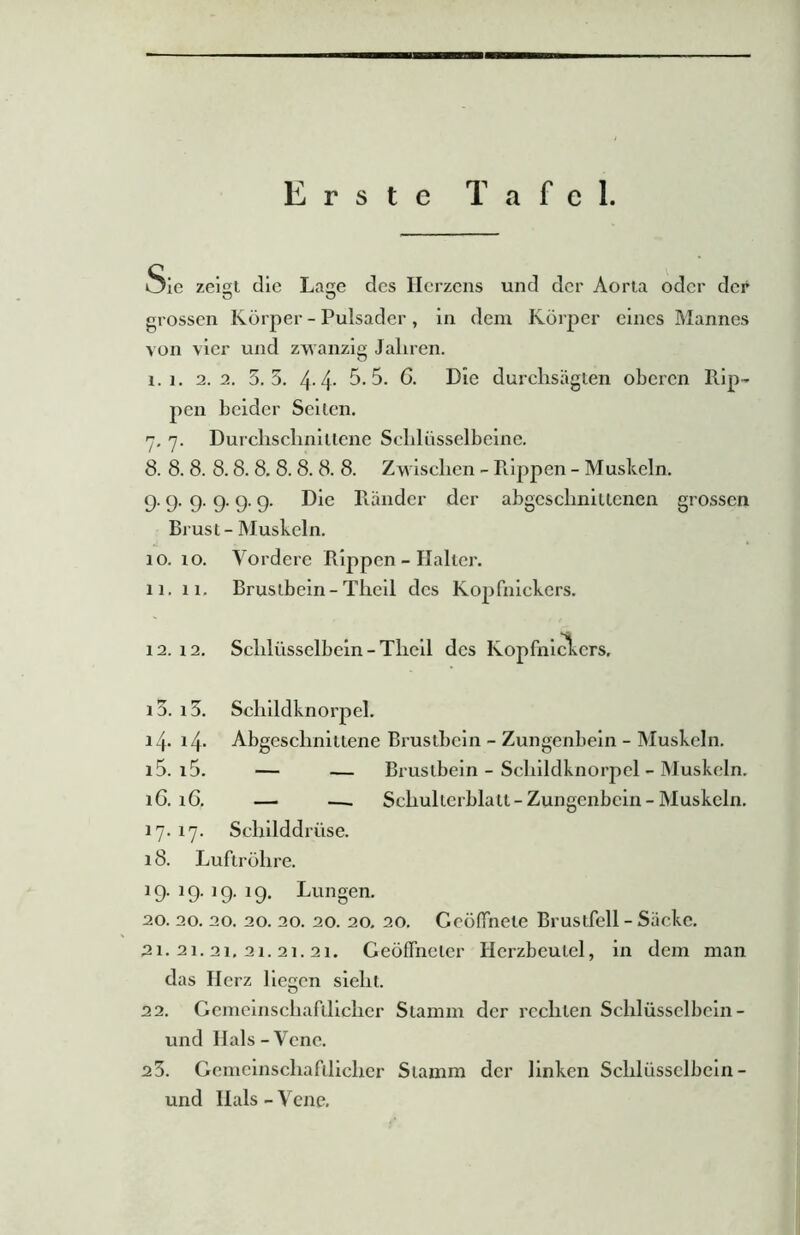 E r s t e T a f e 1. Sic zemt die Lane des Herzens und dcr Aorta odcr der O O grossen Korper - Pulsader, in dem Rorper eincs Mannes von vier und zwanzig Jaliren. x. l. 2.2. 3.3. 4-4- 5.5. G. Die durchsagten oberen Rip- pen beider Scilen. . i. Durclisclmiilcne Schliisselbeinc. . 8. 8. 8.8. 8. 8.8. 8. 8. Zwisclien - Rippen - Muskeln. 9. 9- 9- 9- 9- 9- Die Render der abgcsclmillenen grossen Brusi- Muskeln. 10. io. Vordere Rippen - Halter. 11. li. Brusibein-Tlicil des Kopfnickers. 12. i2. Scliliissclbcin - Tlicil des Kopfnickers. 13. i3. Scliildknorpel. 14. 14. Abgeschnittene Brusibein - Zungenbein - Muskeln. 15. i5. — — Brusibein - Scliildknorpel - Muskeln. lG. 16. — —. Scliulterblall-Zungenbein-Muskeln. 17. 17. Scliilddriise. 18. Luftrohre. 19. 19. 19. 19. Lungen. 20. 20. 20. 20. 20. 20. 20. 20. GedlTheie Brustfell - Siickc. 21. 21.21,21.21.21. Gebffncler Hcrzbeulel, in dem man das Ilcrz liegen sielit. 22. Gemeinscliafiliclier Stamm der recliten Scliliissclbcin - und Hals-Venc. 23. Gemeinscliafiliclier Siamm dcr linken Scliliissclbcin - und Hals - Vene.