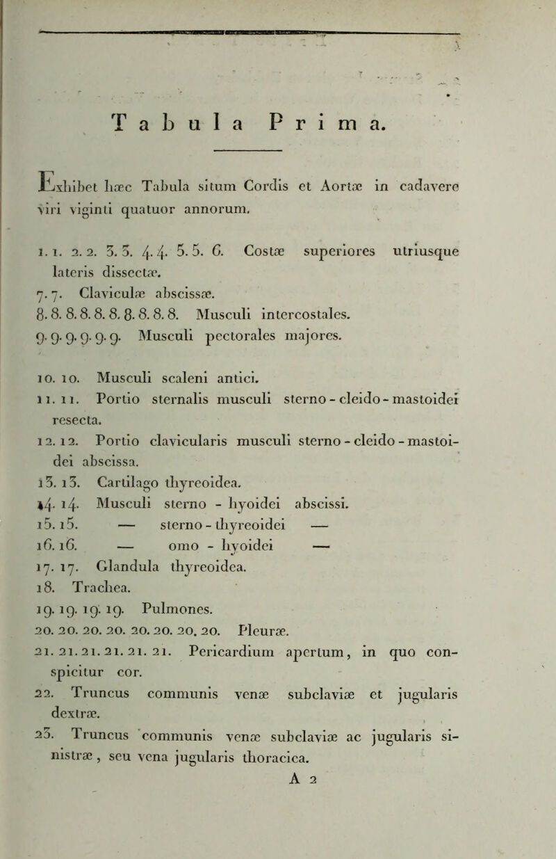 —■ Tabula Prima. Exhibet haec Tabula situm Cordis et Aortae in cadavere viri viginli quatuor annorum. 1.1. 2.2. 3.3. 4.4. 5.5. G. Costae superiores utriusque lateris dissecta1. 7. 7. Claviculae abscissae. 8.8. 8.8.8. 8. 8- 8.8.8. Musculi intercostales. 9. 9. 9.9. 9.9. Musculi pectorales majores. 10. 10. Musculi scaleni antici. 11.11. Portio sternalis musculi sterno - cleido-mastoidei resecta. 12.12. Portio clavicularis musculi sterno - cleido - mastoi- dei abscissa. 13. 13. Cartilago thyreoidea. *4- 14. Musculi sterno - hyoidei abscissi. 15.15. — sterno - thyreoidei — 16. lG. — omo - hyoidei — 17. 17. Glandula thyreoidea. 18. Trachea. 19.19. ig: 19. Pulmones. 20. 20. 20. 20. 20.20. 20. 20. Pleurae. 21.21.21.21.21.21. Pericardium apertum, in quo con- spicitur cor. 22. Truncus communis venae subclaviae et jugularis dextrae. 23. Truncus communis venae subclaviae ac jugularis si- nistrae , seu vena jugularis thoracica.