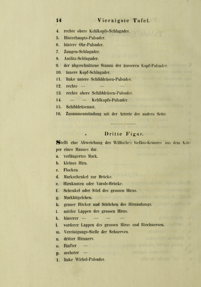 4. rechte obere Kehlkopfs-Schlagader. 5. Hinterliaupts-Pulsader. 6. hintere Ohr-Pulsader. 7. Zungen-Schlagader. 8. Antlitz-Schlagader. 9. der abgeschnittene Stamm der ausseren Kopf-Pulsader. 10. innere Kopf-Schlagader. 11. linke untere Schilddriisen-Pulsader. 12. rechte — — 13. rechte obere Schilddriisen-Pulsader. 14. — — Kehlkopfs-Pulsader. 15. Schilddriisenast. 16. Zusammenmiindung mil der Arterie der andern Seite. * Dritte Figur. Stellt eine Abweichung des Willischen (iefass-Kranzes aus dem Ktir- per eines Mannes dar. a. verlangertes Mark. b. kleines Hirn. c. Flocken. d. Markschenkel zur Briicke. e. Hirnknoten oder Varols-Briicke. f. Scheukel oder Stiel des grossen Hirns. g. MarkhUgelchen. h. grauer Hocker und Stielchen des Hirnanhangs. i. mittler happen des grossen Hirns. k. hinterer — — — — l. vorderer happen des grossen Hirns mid Riechnerven. nt. Vereiuigungs-Stelle der Sehnerven. n. dritter Hirnnerv. o. filnfter — p. sechster — 1. linke Wirbel-Pulsader.