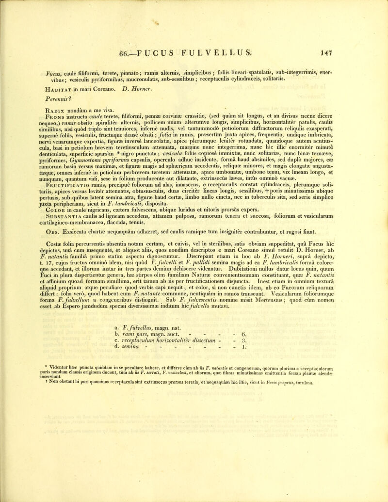 Fucus, caule filiformi, terete, pinnato; ramis alternis, simplicibus ; foliis lineari-spatulatis, sub-iiltegerrirais, ener- vibus; vesiculis pyriformibus, milcronulatis, sub-sessilibus; receptaculis cylindraceis, solitariis. Habitat in inari Coreano, D. Horner, Perennis ? Radix nondilm a me visa. Frons instructa caule terete, filiformi, pennae corvinae crassitie, (sed quam sit longus, et an divisus necne dicere nequeo,) ramis obsito spiraliter alternis, poUicem unum alterumve longis, simplicibus, horizontaliter patulis, caulis similibus, nisi qu6d triple sint tenuiores, infern^ nudis, vel tantummod6 petiolorum difFractorum reliquiis exasperati, supern^ foliis, vesiculis, fructuque dense obsiti; folia in ramis, praesertlm juxta apices, frequentia, undique imbricata, nervi venarumque expertia, figurae inverse lanceolatae, apice plerumque leniter rotundata, quandoque autem acutius- cula, basi in petiolum brevem teretiusculum attenuata, margine nunc integerrima, nunc hie illic enormiter minute denticulata, superficie sparsim * nigro punctata; vesiculeB foliis copiose immixtae, nunc solitariae, nunc binag ternaeve, pyriformes, Gymnostomi pyriformis capsulis, operculo adhuc insidente, forma baud absiniiles, sed dupl5 majores, eae ramorum basin versus maximae, et figurae magis ad sphaericam accedeniis, reliquae minores, et magis elongatae angusta- taeque, omnes inferne in petiolum perbrevem teretem attenuatse, apice umbonatas, umbone tenui, vix lineam longo, et nunquam, quantum vidi, sese in folium producente aut dilatante, extrinsecus laeves, intiis omnin6 vacuee. Fructificatio ramis, precipu^ foliorum ad alas, innascens, e receptaculis constat cylindraceis, plerumque soli- tariis, apices versus leviter attenuatis, obtusiusculis, duas circit^r lineas longis, sessilibus, f poris minutissimis ubique pertusis, sub quibus latent semina atra, figurae baud certas, limbo nuUo cincta, nec in tuberculis sita, sed serie simplice juxta peripheriam, sicut in jF. lumbricali, disposita. Color in caule nigricans, caetera fulvescens, ubique luridus et nitoris prorsiis expers. Substantia caulis ad ligneam accedens, attamen pulposa, ramorum tenera et succosa, foliorum et vesicularum cartilagineo-membranacea, flaccida, tenuis. Obs. Exsiccata chartae nequaqu^m adhseret, sed caulis ramique tum insigniter contrahuntur, et rugosi fiunt. Costae folia percurrentis absentia notam certam, et cuivis, vel in sterilibus, satis obviam suppeditat, qua Fucus hic depictus, una cum insequente, et aliquot aliis, quos nond^m descriptos e niari Coreano simul retulit D. Horner, ab F. natantis familia priino statim aspectu dignoscuntur. Discrepant etiam in hoc ab F. Horneri, supra depicto, t. 17, cujus fructus omninc!) idem, nisi qu6d F.fuhelli et F. pallidi semina magis ad ea F. lumbricalis forma colore- que accedant, et illorum instar in ties partes demilm dehiscere videantur. Dubitationi nullus datur locus quin, quum Fuci in plura dispertientur genera, has stirpes olim familiam Naturae convenientissimam constituant, quae F. natantis et aftinium quoad formam simillima, erit tamen ab iis per fructificationem disjuncta. Inest etiam in omnium textura aliquid proprium atque peculiare quod verbis capi nequit; et color, si non cunctis idem, ab eo Fucorum reliquorum differt: foha vero, quod habent cum F. natarite commune, neutiquam in ramos transeunt. Vesicularum folioruraque forma F.fulvellum a congeneribus distinguit. Sub jp. fulvescentis nomine misit Mertensius; quod c\xm nomen esset ab Espero jamdudiim speciei diversissimae inditum hicj'ulvello mutavi. a. F.ftilvellus, magn. nat. b. rami pars, magn. auct. - - - - 6. c. receptaculum horizontaliter dissectum - - 3. d. semina - -- -- -- 1. * Videntur haee puneta quiddam in se peculiare habere, et differre cum ab iis F, natantis et congenerum, quorum pluiima a receptaculorum poris nondum clausis originem diicunt, turn ab iis F. serrati, F. vesiculosi, et alioruni, qua; fibras minutissiinas eniittentia forsaii plantse alendis inserviunt. t Non obstant hi pori quominus receptacula sint extrinsecus prorsus teretia, et nequaquam hic illic, sicnt in Fucis propriis, torulosa.