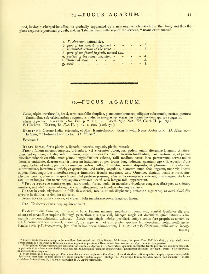 frond, having discharged its office, is gradually supplanted by a new one, which rises from the base, and thus the plant acquires a perennial growth, and, as Tibullus beautifully says of the serpent,  novus exuit annos. a. F. Agarum, natural size. b. part of the midrib, magnified - - - - 6. c. horizontal section of the same - - - - 5. d. part of the frond in fruit, natural size. e. portion of the same, magnified - - - - 4. f. cluster of seeds ------ 3. g. seeds - - - - - - - -1, 75.—F UCUS AGARUM. JFucus, stlpite teretiusculo, brevi, terminate folio simplice, piano, membranaceo, elliptico-subrotundo, costato, pertuso foraminibus sub-orbicularibus; seminibus nudis, in maculas sphaericas per totam frondem sparsas congestis. Fucus Jgarum. Gmelin, Hist. Fuc. p. 210. t. 32. Linn. Si/st. Nat. Ed. Gmel. II. p. 1390. F. Clathrus. Esper, Ic. Fuc. II. p. 37- t. 128. (excl. syn.) Habitat in Oceano Indiae orientalis, et Mari Kamtschatico, Gmelin.—In Novae Scotiae oris. D. Menzies,— In Sinu,  Hudson's Bay dicto. D. Macnab. Perennis. ? Radix fibrosa, fibris plurimis, lignosis, incurvis, angustis, planis, ramosis. Frons folium unicum, simplex, orbiculare, vel enormiter oblongum, pedem unum alterumve longum, et latitu- dinis fer^ ejusdem, aut aliquantiim minoris, stipiti insidens vix trium linearum longitudine, basi teretiusculo, et penn^ anserinse minoris crassitie, mox piano, longitudinaliter sulcato, folii medium costse loco percurrente, nervos nullos laterales emittente, duarum circiter linearum latitudine, et per totam longitudinem, quantum ego vidi, aequali; frons ubique, cribri ad instar, pertusa foraminibus crebris, nullo, ut videtur, ordine dispositis, ut plurimum orbicularibus, subrotundisve, interdiim ellipticis, et quandoque, sed rarids, angulatis, diametro nunc fere unguem, nunc vix lineaui superantibus, majoribus minoribus semper immixtis; frondis margines, teste Gmelino, dentati, dentibus raris, sim- plicibus, erectis, aduncis, de quo famen nihil proferre possum, ciim nulla exemplaria viderim, nisi margine ita lace- rata, ut an Integra sint necne nequaquam constaret: certe ver6 integra mihi apparuerunt. * Fructificatio semina exigua, subrotunda, fusca, nuda, in maculas orbiculares congesta, fibrisque, ut videtur, immixta, sed adec) exiguis, ut suigulae visum efi'ugerent, per frondem ubicunque sparsa. Color in caule nigricanti, in foliis flavescenti, fuscus, et sub-diaphanus; exsiccates nigricans; in aqua dulci diu servata fit dilutior, et demum albicans. Substantia caulis coriacea, et crassa ; folii membranaceo-cartilaginea, tenuis. Obs. Exsiccata chartaj nequaquam adhaeret. Ex descriptione Gmelini, qui primus liunc Fucum maxime singularcm memoravit, constat facuUates illi esse oblatas observandi exemplaria iis longe perfectiora quae ego vidi, idecique magis est dolendum qut^d tabula sua in- signiter mancum delineatum exhibeat. Movit hunc stirpis indoles peculiaris suique solius fer^ propria ut novum ex ilia Fucorum ordinem strut ret, quem Agara appellavit, et cui, prieter speciem hie depictam, tantummodo ascri- bendos novit f jF, bracteatum, jam oiim in hoc opere adumbratum, I. t. 25, et ^F. Clathrum, mihi adhuc incog- nitum ; * Hsec fructificationis descriptio in omnibus fere recedit ab ilia a Webero Mohrioque, in opere Neue Beiir'dge dicto, p. 284, data: cer- tiorem antem me (ecerunt hi Botanici niaxime ingeniii se plantam a Gmeliniana diversain sub F. Agari nomine designavisse. t Milii qnidcm videtur perpaulluin esse affinitatis inter F. Agarum et F. bracteatum, qiioniam substantia fructuque prorsus dissiniili gaudent, iieque in iis F. brudeaii exemplaribus quae ego vidi ulla unquam foramina apparuerunt; quamobrera frondem pertusam, quam in illo nativamj in hoc fortuitani suspieor. t Pigetetiani quod hujus quoque Fuci exemplar mancum depinxerit Gnielinus, et quod vix descriptioni quadrat, e qvA stiipera caule pedali bipedalive instnictam, et folio orbictilari, cujiis diameter pedem asquat, intelligcrcs. Aix sit hoc folium costatum necne non memorat, Multi tredidere Botanici esse F, Clatlu um tantummodo F. Agari varietatem.