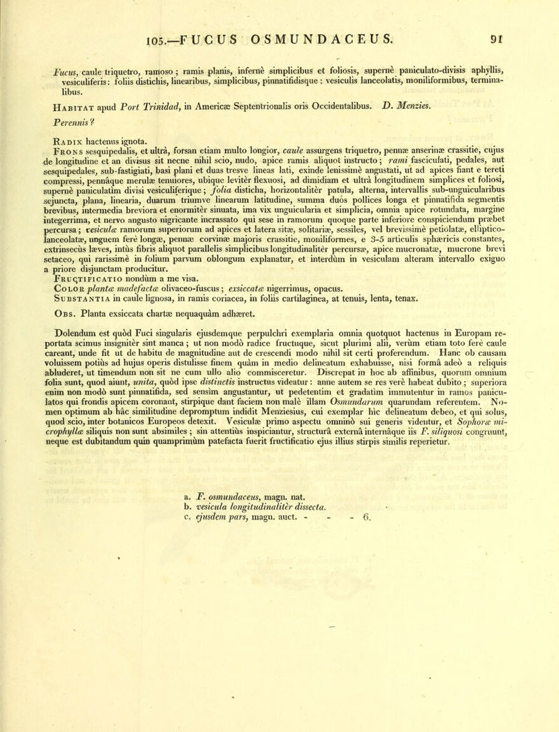 105.—F UCUS OSMUNDACEUS. Fucus, caule trlquetro, ramoso ; ramis planis, inferne simplicibus et foliosis, superne paniculato-diyisis aphyllis, vesiculiferis: foliis distichis, linearibus, simplicibus, pinnatifidisque : vesiculis lanceolatis, moniliformibus, termina- libus. Habitat apud Port Trinidad, in Americse Septentrionalis oris Occidentalibus. D. Menzies. Perennis'^ Radix hacteniisignota. Frons sesquipedalis, etultrd, forsan etiam multo longior, caule assurgens triquetro, pennae anserinse crassitie, cujus de longitudine et an divisus sit necne nihil scio, nudo, apice ramis aliquot instructo; rami fasciculati, pedales, aut sesquipedales, sub-fastigiati, basi plani et duas tresve lineas lati, exinde lenissime angustati, ut ad apices fiant e tereti compressi, pennaque merulae tenuiores, ubique leviter flexuosi, ad dimidiam et ultrd longitudinem simplices et foliosi, superne paniculatim divisi vesiculiferique; folia disticha, horizontaliter patula, alterna, intervallis sub-unguicularibus sejuncta, plana, linearia, duarum trimnve linearum latitudine, summa duos poUices longa et pinnatifida segmentis brevibus, intermedia breviora et enormiter sinuata, ima vix unguicularia et simplicia, omnia apice rotundata, margine integerrima, et nervo angusto nigricante incrassato qui sese in ramorum quoque parte inferiore conspiciendum praebet percursa; vesicidtz ramorum superiorum ad apices et latera sitee, solitariae, sessiles, vel brevissime petiolatae, elliptico- lanceolatae, unguem fere longse, pennse corvinse majoris crassitie, moniliformes, e 3-5 articulis sphaericis constantes, extrinsecus laeves, intiis fibris aliquot parallelis simplicibus longitudinaliter percursae, apice mucronatae, mucrone brevi setaceo, qui rarissim^ in folium parvum oblongum explanatur, et interdiim in vesiculam alteram intervallo exiguo a priore disjunctam producitur. Fruc,tificatio nondum a me visa. CohOR plantas madefactce, olivaceo-fuscus; exsiccates nigerrinius, opacus. Substantia in caule lignosa, in ramis coriacea, in foliis cartilaginea, at tenuis, lenta, tenax. Obs. Planta exsiccata chartae nequaqu^m adhasret. Dolendum est qu6d Fuci singularis ejusdemque perpulchri exemplaria omnia quotquot hactenus in Europam re- portata scimus insignit^r sint manca; ut non mod6 radice fructuque, sicut plurimi alii, verum etiam toto fere caule careant, unde fit ut de habitu de magnitudine aut de crescendi modo nihil sit certi proferendum. Hanc ob causam voluissem potiiis ad hujus operis distulisse finem quam in medio delineatum exhabuisse, nisi forma adet) a reliquis abluderet, ut timendum non sit ne cum ullo alio commisceretur. Discrepat in hoc ab affinibus, quorum omnium folia sunt, quod aiunt, unita, qu6d ipse distinctis instructus videatur: anne autem se res vere habeat dubito ; superiora enim non mod6 sunt pinnatifida, sed sensim angustantur, ut pedetentim et gradatim immutentur in ramos panicu- latos qui frondis apicem coronant, stirpique dant faciem non male illam Osmimdarum quarundam referentem. No- men optimum ab hac similitudine depromptum indidit Menziesius, cui exemplar hie delineatum debeo, et qui solus, quod scio, inter botanicos Europeos detexit. Vesiculas primo aspectu omnin6 sui generis videntur, et Sophorce mi~ crophyll(d siliquis non sunt absimiles ; sin attentiils inspiciantur, structure extern^ internaque iis F. siliquosi congruunt, neque est dubitandum quin quamprimvlm patefacta fuerit fructificatio ejus illius stirpis similis reperietur. a. F. osmundaceiis, magn. nat. b. vesicula longitudinaliter dissecta.