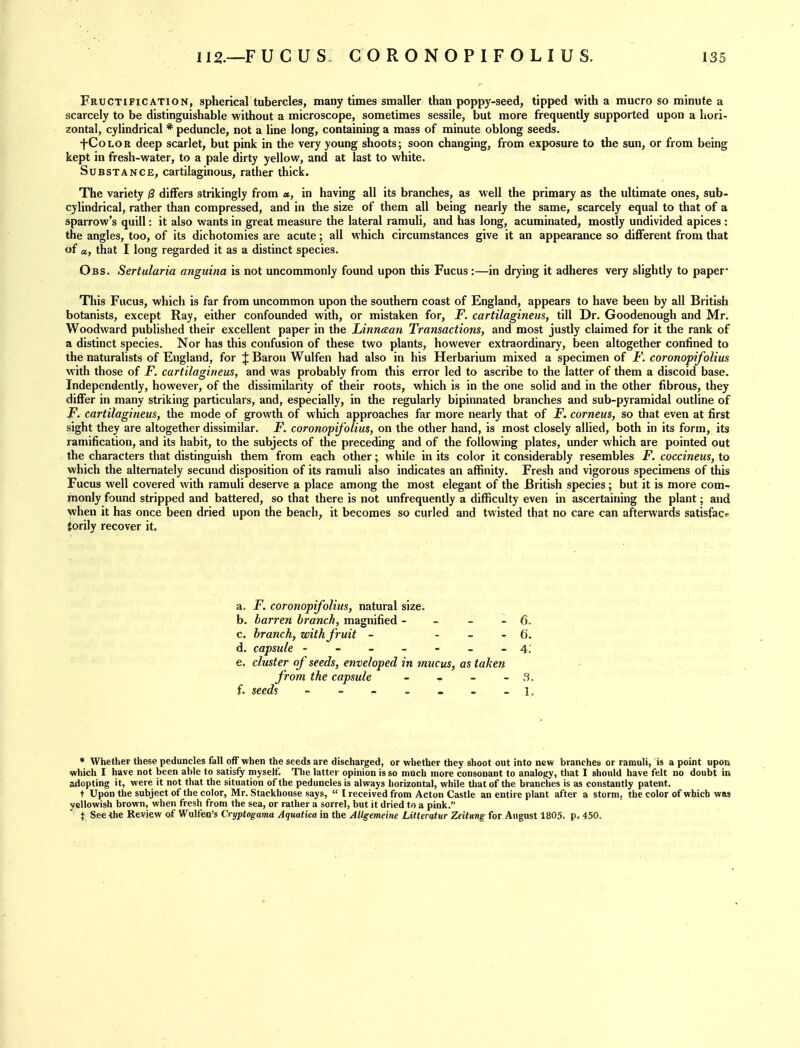 Fructification, spherical tubercles, many times smaller than poppy-seed, tipped with a mucro so minute a scarcely to be distinguishable without a microscope, sometimes sessile, but more frequently supported upon a hori- zontal, cylindrical * peduncle, not a line long, containing a mass of minute oblong seeds. f Color deep scarlet, but pink in the very young shoots; soon changing, from exposure to the sun, or from being kept in fresh-water, to a pale dirty yellow, and at last to white. Substance, cartilaginous, rather thick. The variety 0 differs strikingly from a, in having all its branches, as well the primary as the ultimate ones, sub- cylindrical, rather than compressed, and in the size of them all being nearly the same, scarcely equal to that of a sparrow's quill: it also wants in great measure the lateral ramuli, and has long, acuminated, mostly undivided apices : the angles, too, of its dichotomies are acute; all which circumstances give it an appearance so different from that of a, that I long regarded it as a distinct species. Obs. Sertularia anguina is not uncommonly found upon this Fucus:—in drying it adheres very slightly to paper* This Fucus, which is far from uncommon upon the southern coast of England, appears to have been by all British botanists, except Ray, either confounded with, or mistaken for, F. cartilagineus, till Dr. Goodenough and Mr. Woodward published their excellent paper in the Linniean Transactions, and most justly claimed for it the rank of a distinct species. Nor has this confusion of these two plants, however extraordinary, been altogether confined to the naturalists of England, for J Baron Wulfen had also in his Herbarium mixed a specimen of F. coronopifolius with those of F. cartilagineus, and was probably from this error led to ascribe to the latter of them a discoid base. Independently, however, of the dissimilarity of their roots, which is in the one solid and in the other fibrous, they differ in many striking particulars, and, especially, in the regularly bipinnated branches and sub-pyramidal outline of JF. cartilagineus, the mode of growth of which approaches far more nearly that of JF. corneus, so that even at first sight they are altogether dissimilar. F. coronopifolius, on the other hand, is most closely allied, both in its form, its ramification, and its habit, to the subjects of the preceding and of the following plates, under which are pointed out the characters that distinguish them from each other; while in its color it considerably resembles F. coccineus, to which the alternately secund disposition of its ramuli also indicates an affinity. Fresh and vigorous specimens of this Fucus well covered with ramuli deserve a place among the most elegant of the British species; but it is more com- monly found stripped and battered, so that there is not unfrequently a difficulty even in ascertaining the plant; and when it has once been dried upon the beach, it becomes so curled and twisted that no care can afterwards satisfac'^ torily recover it. a. F. coronopifolius, natural size. b. barren branch, magnified - - - -6. c. branch, with fruit - - - 6. d. capsule ------- 4: e. cluster of seeds, enveloped in mucus, as taken from the capsule - - - a. f. seed% 1. * Whether these peduncles fall oflFwhen the seeds are discharged, or whether they shoot out into new branches or ramuli, is a point upors which I have not been able to satisfy myself. The latter opinion is so much more consonant to analogy, that I should have felt no doubt in adopting it, were it not that the situation of the peduncles is always horizontal, while that of the branches is as constantly patent, t Upon the subject of the color, Mr. Stackhouse says,  I received from Acton Castle an entire plant after a storm, the color of which was yellowish brown, when fresh from the sea, or rather a sorrel, but it dried to a pink. X Seethe Review of Wulfen's Cryptogama Aquatica in the AUgemeine LitteTq.tur Zeifung for, August 1805. p. 450.
