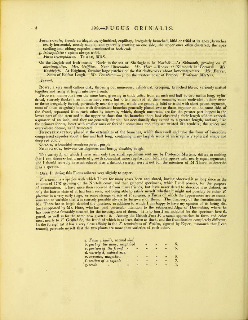 Fucus crinalis, fronde cartilaginous, cylindrical, capillary, irregularly branched, bifid or trifid at its apex; branches nearly horizontal, mostly simple, and generally growing on one side, the upper ones often clustered, the apex swelling into oblong capsules acuminated at both ends. ^. tricuspidatus; apices always trifid. Fucus tricuspidatus. Thore, MSS. On the English and Irish coasts.—Rocks in the sea at Sheringham in Norfolk.—At Sidmouth, growing on F. abrotanifolius. Mrs. Griffiths.—Near Ilfracombe. Mr. Hare.—Rocks at Kilmouth in Cornwall. Mr. Hashleigh.—At Brighton, forming large patches on the flat chalk-rocks about low-water-mark. Mr. Borrer. —Sides of Belfast Lough. Mr. Templeton.— |3. on the western coast of France. Professor Mertens. Annual. Root, a very small callous disk, throwing out numerous, cylindrical, creeping, branched fibres, variously matted together and rising at length into new fronds. Fronds, numerous from the same base, growing in thick tufts, from an inch and half to two inches long, cylin- drical, scarcely thicker than human hair, erect, but often incurved at their summits, some undivided, others twice or thrice irregularly forked, particularly near the apices, which are generally bifid or trifid with short patent segments, most of them irregularly beset with divaricated branches generally placed two or three together on the same side of the frond, separated from each other by intervals, which, though uncertain, are for the greater part longest in the lower part of the stem and in the upper so short that the branches there look clustered; their length seldom exceeds a quarter of an inch, and they are generally simple, but occasionally they extend to a greater length, and are, like the primary shoots, beset with smaller ones or forked; sometimes too they are twisted like tendrils; the apices are everywhere obtuse, as if truncated. Fructification, placed at the extremities of the branches, which then swell and take the form of lanceolate compressed capsules about a line and half long, containing many largish seeds of an irregularly spherical shape and deep red color. Color, a beautiful semitransparent purple. Substance, between cartilaginous and horny, flexible, tough. The variety (3, of which I have seen only two small specimens sent me by Professor Mertens, differs in nothing that I can discover but a mode of growth somewhat more regular, and trifurcate apices with nearly equal segments; and I should scarcely have introduced it as a distinct variety, were it not for the intention of M. Thore to describe it as a species. Obs. In drying this Fucus adheres very slightly to paper. F, crinalis is a species with which I have for many years been acquainted, having observed it so long since as the autumn of 1797 growing on the Norfolk coast, and then gathered specimens, which I still possess, for the purpose of examination. I have since then received it from many friends, but have never dared to describe it as distinct, as only the barren state of it had been seen, not being able to satisfy myself whether it might not possibly be either F. plicatus in a very early stage, or some strange variety of F. corneus, a Fucus of which the appearances are so nume- rous and so variable that it is scarcely possible always to be aware of them. The discovery of the fructification by Mr. Thore has at length decided the question, in addition to which I am happy to have my opinion of its being dis- tinct supported by Mr. Hare, who has paid particular attention to the submersed Algee of Devonshire, where he has been most favorably situated for the investigation of them. It is to him I am indebted for the specimen here fi- gured, as well as for the name now given to it. Among the British Fuci F. crinalis approaches in form and color most nearly to F. Griffithsia, the frond of which is at least thrice as thick, and the fructification completely different. In the foreign list it has a very close affinity in the F. tenuissimus of Wulfen, figured by Esper, insomuch that I can ^scarcely persuade myself that the two plants are more than varieties of each other. a. Fucus crinalis, natural size. b. part of the same, magnified ~ - - 6. c. portion of the frond ----- 5. d. variety ^, natural size. e. capsules, magnified - - - 5. f. section of a capsule _ _ - - - 3. 'g. seeds - - - - - - 1.