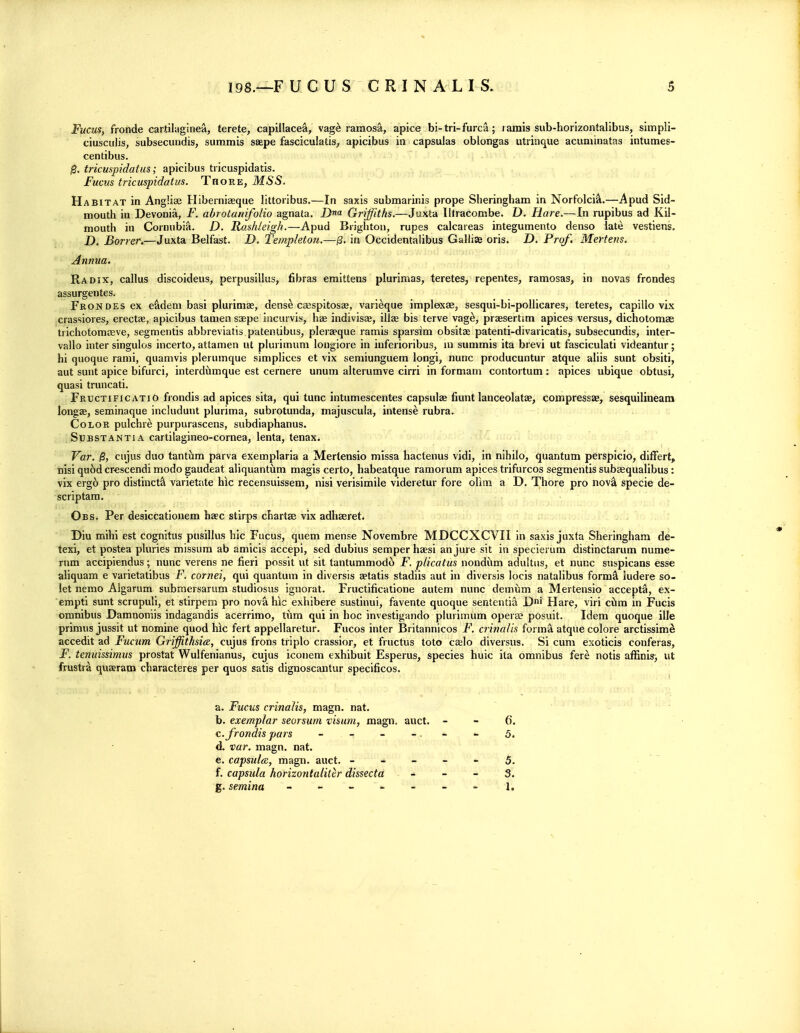 FucuS) fronde cartiUiginea, terete, capillacea, vag^ raraosa, apice bi-tri-furca; i amis sub-horizontalibus, simpli- ciusculis, subsecundis, summis saape fasciculatis, apicibus in capsulas oblongas utrinque acuniinatas intumes- centibiis. 0. tricuspidatus; apicibus tricuspidatis. Fucus tricuspidatm. Thore, MSS. Habitat in AngUae Hiberniaeque littoribus.—In saxis submarinis prope Sheringham in Norfolci^.—Apud Sid- mouth in Devonia, F. abrotanifolio agnata. J)«a Griffiths.—Juxta Iltracombe. D. Hare.—In rupibus ad Kil- moutli in Cornubia. D. Rashleigh.—Apud Brighton, rupes calcareas integumento denso late vestiens. D. Borrer.—Juxta Belfast. D. Templeton.—13. in Occidentalibus Galhse oris. D. Prof. Mertens. Annua. Radix, callus discoideus, perpusillus, fibras emittens plurimas, teretes, repentes, ramosas, in novas frondes assurgentes. Frondes ex e&dem basi plurimae, dense cgespitosas, varieque implexae, sesqui-bi-pollicares, teretes, capillo vix crassiores, erectse, apicibus tamen saepe iacurvis, has indivisae, ills bis terve vag^, praesertim apices versus, dichotomse trichotomseve, segmentis abbreviatis patentibus, pleraeque ramis sparsim obsitas patenti-divaricatis, subsecundis, inter- vallo inter singulos incerto, attamen ut plurimum longiore in inferioribus, ui summis ita brevi ut fasciculati videantur; hi quoque rami, quamvis plerumque simplices et vix semiunguem longi, nunc producuntur atque aliis sunt obsiti, aut sunt apice bifurci, interdiimque est cernere unum alterumve cirri in formani contortum : apices ubique obtusi, quasi truncati. FructificatiO frondis ad apices sita, qui tunc intumescentes capsulae fiunt lanceolatae, compressae, sesquilineam longffi, seminaque includunt plurima, subrotunda, majuscula, intense rubra. Color pulchre purpurascens, subdiaphanus. Substantia cartilagineo-cornea, lenta, tenax. Var. cujus duo tantiim parva exemplaria a Mertensio missa hactenus vidi, in nihilo, quantum perspicio, differt, nisi qu6d cr«scendi modo gaudeat aliquantiim magis certo, habeatque ramorum apices trifurcos segmentis subaequalibus: vix erg6 pro distinct^ varietate hie recensuissem, nisi verisimile videretur fore olim a D. Thore pro nov^ specie de- scriptam. Obs. Per desiccationem haec stirps chartge vix adhseret. Diu mihi est cognitus pusillus hie Fucus, quern mense Novembre MDCCXCVII in saxis juxta Sheringham de- texi, et postea pluries missum ab amicis accepi, sed dubius semper haesi an jure sit in specierum distinctarum nume- rum accipiendus; nunc verens ne fieri possit ut sit tantummodc) F. plicatus nondum adultus, et nunc suspicans esse aliquam e varietatibus jF. cornei, qui quantum in diversis aetatis stadiis aut in diversis locis natalibus form^ iudere so- let nemo Algarum submersarum studiosus ignorat. Fructificatione autem nunc demijm a Mertensio accepta, ex- empli sunt scrupuli, et stirpem pro novahic exhibere sustinui, favente quoque sententia D Hare, viri ciim in Fucis omnibus Damnoniis indagaudis acerrimo, tiim qui in hoc investigando plurimum opera? posuit. Idem quoque ille primus jussit ut nomine quod hlc fert appellaretur. Fucos inter Britannicos F. crincdis form^ atque colore arctissim^ accedit ad Fucum Grijffithsm, cujus frons triplo crassior, et fructus toto caelo diversus. Si cum exoticis conferas, F. tenuissimus prostat Wulfenianus, cujus iconem exhibuit Esperus, species huic ita omnibus fere notis affinis, ut frustra quaeram characteres per quos satis dignoscantur specificos. a. Fucus crinalis, magn. nat. b. exemplar seorsum visum, magn, auct. - - 6. c. frondis pars - - - -. - - 5. d. var. magn. nat. e. capsules, magn. auct. ----- 5. f. capsula horizontalittr dissecta * - - 3. g. semina - -- -- -- i.