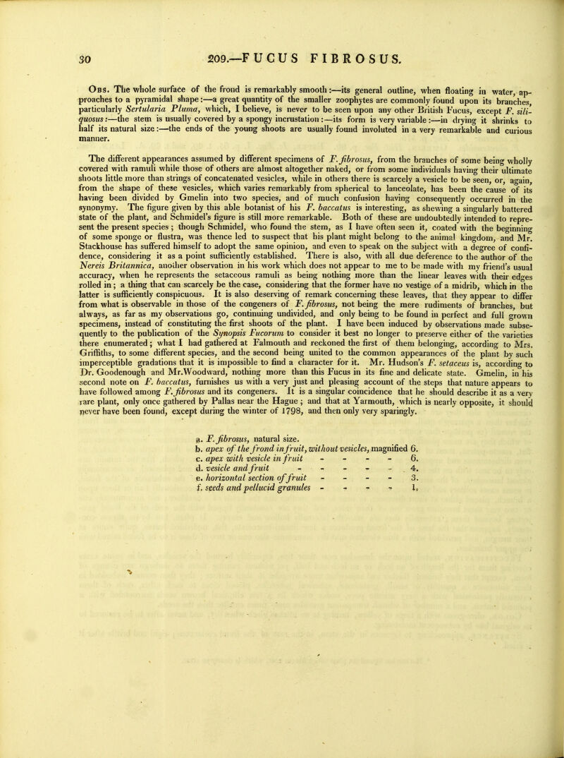 Obs. The whole surface of the frond is remarkably smooth:—its general outline, when floating in water, ap- proaches to a pyramidal shape:—a great quantity of the smaller zoophytes are commonly found upon its branches particularly Sertularia Pluma, which, I believe, is never to be seen upon any other British Fucus, except F. sili- quosus:—the stem is usually covered by a spongy incrustation:—its form is very variable:—in drying it shrinks to half its natural size:—the ends of the young shoots are usually found involuted in a very remarkable and curious manner. The dlflferent appearances assumed by different specimens of F.^brosus, from the branches of some being wholly covered with ramuli while those of others are almost altogether naked, or from some individuals having their ultimate shoots little more than strings of concatenated vesicles, while in others there is scarcely a vesicle to be seen, or, again, from the shape of these vesicles, which varies remarkably from spherical to lanceolate, has been the cause of its having been divided by Gmelin into two species, and of much confusion having consequently occurred in the synonymy. The figure given by this able botanist of his F. baccatus is interesting, as shewing a singularly battered state of the plant, and Schmidel's figure is still more remarkable. Both of these are undoubtedly intended to repre- sent the present species ; though Schmidel, who found the stem, as I have often seen it, coated with the beginning of some sponge or flustra, was thence led to suspect that his plant might belong to the animal kingdom, and Mr. Stackhouse has suffered himself to adopt the same opinion, and even to speak on the subject with a degree of confi- dence, considering it as a point sufficiently established. There is also, with all due deference to the author of the Nereis Britannica, another observation in his work which does not appear to me to be made with my friend's usual accuracy, when he represents the setaceous ramuli as being nothing more than the linear leaves with their ed^es rolled in; a thing that can scarcely be the case, considering that the former have no vestige of a midrib, which in the latter is sufficiently conspicuous. It is also deserving of remark concerning these leaves, that they appear to differ from what is observable in those of the congeners oi F.fibrosus, not being the mere rudiments of branches, but always, as far as my observations go, continuing undivided, and only being to be found in perfect and full grown specimens, instead of constituting the first shoots of the plant. 1 have been induced by observations made subse- quently to the publication of the Synopsis Fucorum to consider it best no longer to preserve either of the varieties there enumerated; what I had gathered at Falmouth and reckoned the first of them belonging, according to Mrs, Griffiths, to some different species, and the second being united to the common appearances of the plant by such imperceptible gradations that it is impossible to find a character for it. Mr. Hudson's F. setaceus is, according to Dr. Goodenough and Mr.Woodward, nothing more than this Fucus in its fine and delicate state. Gmelin, in his second note on F. baccatus, furnishes us with a very just and pleasing account of the steps that nature appears to have followed among F.Jibrosus and its congeners. It is a singular coincidence that he should describe it as a very rare plant, only once gathered by Pallas near the Hague ; and that at Yarmouth, which is nearly opposite, it should pever have been found, except during the winter of 1798, and then only very sparingly. ^. F.Jibrosus, natural size. b. apex of the frond in fruit, without vesicles, magnified 6. c. apex with vesicle in fruit - - - - 6. d. vesicle and fruit - - - - - _ 4. e. horizontal section of fruit - - - - 3. f. seeds and pellucid granules - - ■• « 1»