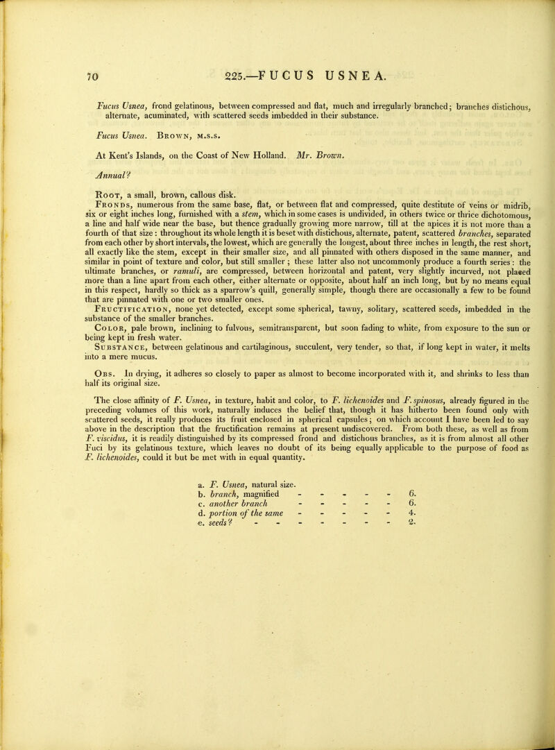 10 2:25.—FUCUS USNEA. Fucus Usnea, frond gelatinous, between compressed and flat, much and irregularly branched; branches distichous, alternate, acuminated, with scattered seeds imbedded in their substance. Fucus Usnea. Brown, m.s.s. At Kent's Islands, on the Coast of New Holland. Mr. Brown. Annual? Root, a small, brown, callous disk. Fronds, numerous from the same base, flat, or between flat and compressed, quite destitute of veins or midrib, six or eight inches long, furnished with a stem, which in some cases is undivided, in others twice or thrice dichotomous, a line and half wide near the base, but thence gradually growing more narrow, till at the apices it is not more than a fourth of that size: throughout its whole length it is beset with distichous, alternate, patent, scattered branches, separated from each other by short intervals, the lowest, which are generally the longest, about three inches in length, the rest short, all exactly like the stem, except in their smaller size, and all pinnated with others disposed in the same manner, and similar in point of texture and color, but still smaller ; these latter also not uncommonly produce a fourth series : the ultimate branches, or ramuli, are compressed, between horizontal and patent, very slightly incurved, not placed more than a line apart from each other, either alternate or opposite, about half an inch long, but by no means equal in this respect, hardly so thick as a sparrow's quill, generally simple, though there are occasionally a few to be found that are pinnated with one or two smaller ones. Fructipication, none yet detected, except some spherical, tawny, solitary, scattered seeds, imbedded in the substance of the smaller branches. Color, pale brown, inclining to fulvous, semitransparent, but soon fading to white, from exposure to the sun or being kept in fresh water. Substance, between gelatinous and cartilaginous, succulent, very tender, so that, if long kept in water, it melts into a mere mucus. Obs. In drying, it adheres so closely to paper as almost to become incorporated with it, and shrinks to less than half its original size. The close affinity of F. Usnea, in texture, habit and color, to F. lichenoides and F. spinosus, already figured in the preceding volumes of this work, naturally induces the belief that, though it has hitherto been found only with scattered seeds, it really produces its fruit enclosed in spherical capsules; on which account I have been led to say above in the description that the fructification remains at present undiscovered. From both these, as well as from jF. viscidus, it is readily distinguished by its compressed frond and distichous branches, as it is from almost all other Fuci by its gelatinous texture, which leaves no doubt of its being equally applicable to the purpose of food as F. lichenoides, could it but be met with in equal quantity. 6. 6. 4. 2. a. F. Usnea, natural size. b. branch, magnified c. another branch d. portion of the same e. seeds?-