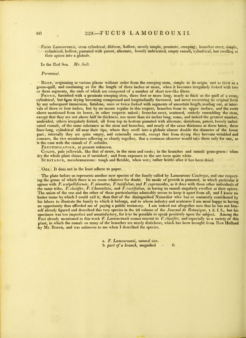 Fucus Lamourouxii, stem cylindrical, filiform, liollow, mostly simple, prostrate, creeping; brandies erect, simple, cylindrical, hollow, pinnated with patent, alternate, loosely imbricated, empty ramuli, cylindrical, but swelling at their apices into a globule. In the Red Sea. Mr. Salt. Perennial. Root, originating in various places without order from the creeping stem, simple at its origin, and as thick as a goose-quill, and continuing so for the length of three inches or more, when it becomes irregularly forked with two or three segments, the ends of which are composed of a number of short tow-like fibres. Frond, furnished with a prostrate creeping stem, three feet or more long, nearly as thick as the quill of a swan, cylindrical, but fj^m drying becoming compressed and longitudinally furrowed, and never recovering its original form by any subsequent immersion, fistulose, once or twice forked with segments of uncertain length, sending out, at inter- vals of three or four inches, but by no means regular in this respect, branches from its upper surface^ and the roots above mentioned from its lower, in other respects naked; branches erect, scattered, entirely resembling the stem, except that they are not above half its thickness, nor more than six inches long, some, and indeed the greatest number, undivided, others irregularly forked, all from top to bottom pinnated with alternate, distichous, patent, loosely imbri- cated ramuli, of the same substance as the stem and branches, and nearly of the same thickness as these latter, three lines long, cylindrical till near their tips, where they swell into a globule almost double the diameter of the lower part; internally they are quite empty, and externally smooth, except that from drying they become wrinkled and concave, the two membranes adhering so closely together, that a common observer M'ould take them only for one, as is the case with the ramuli of F. sedoides. Fructification, at present unknown. Color, pale yellowish, hke that of straw, in the stem and roots; in the branches and ramuli grass-green: when dry the whole plant shines as if varnished; and from exposure to the sun turns quite white. Substance, membranaceous: tough and flexible, when wet; rather brittle after it has been dried. Obs : It does not in the least adhere to paper. The plate before us represents another new species of the family called by Lamouroux Catderpce, and one respect- ing the genus of which there is no room whatever for doubt. Its mode of growth is pinnated, in which particular it agrees with F, scalpelliformis, F. pinnatus, F. taxifolius, and F. citpressoides, as it does with three other individuals of the same tribe, F. clavifer, F. Chemnitzia, and F.cactifolius, in having its ramuli singularly swollen at their apices. The union of the one and the other of these particularities admirably serves to keep it apart from all, and I know no better name by which I could call it, than that of the distinguished Naturalist who has so emii>ently contributed by his labors to illustrate the family to which it belongs, and to whose industry and acuteness I am most happy in having an opportunity thus afforded me of paying a public testimony. I am indeed not altogether sure that he has not him- self already figured and described this very species in the 2d volume of the Journal de Botanique, t. 2. f. 3., but his specimen was too imperfect and unsatisfactory, for it to be possible to speak positively upon the subject. Among the Fuci already mentioned in this work F. Lamourouxii comes nearest to F. clavifer, and especially to a variety of this plant, in which the ramuli on many of the branches are nearly distichous, which has been brought from New Holland i>y Mr. Brown, and was unknown to me when I described the species. a. jP. Lamourouxii, natural size. b. part of a branch, magnified - 6.