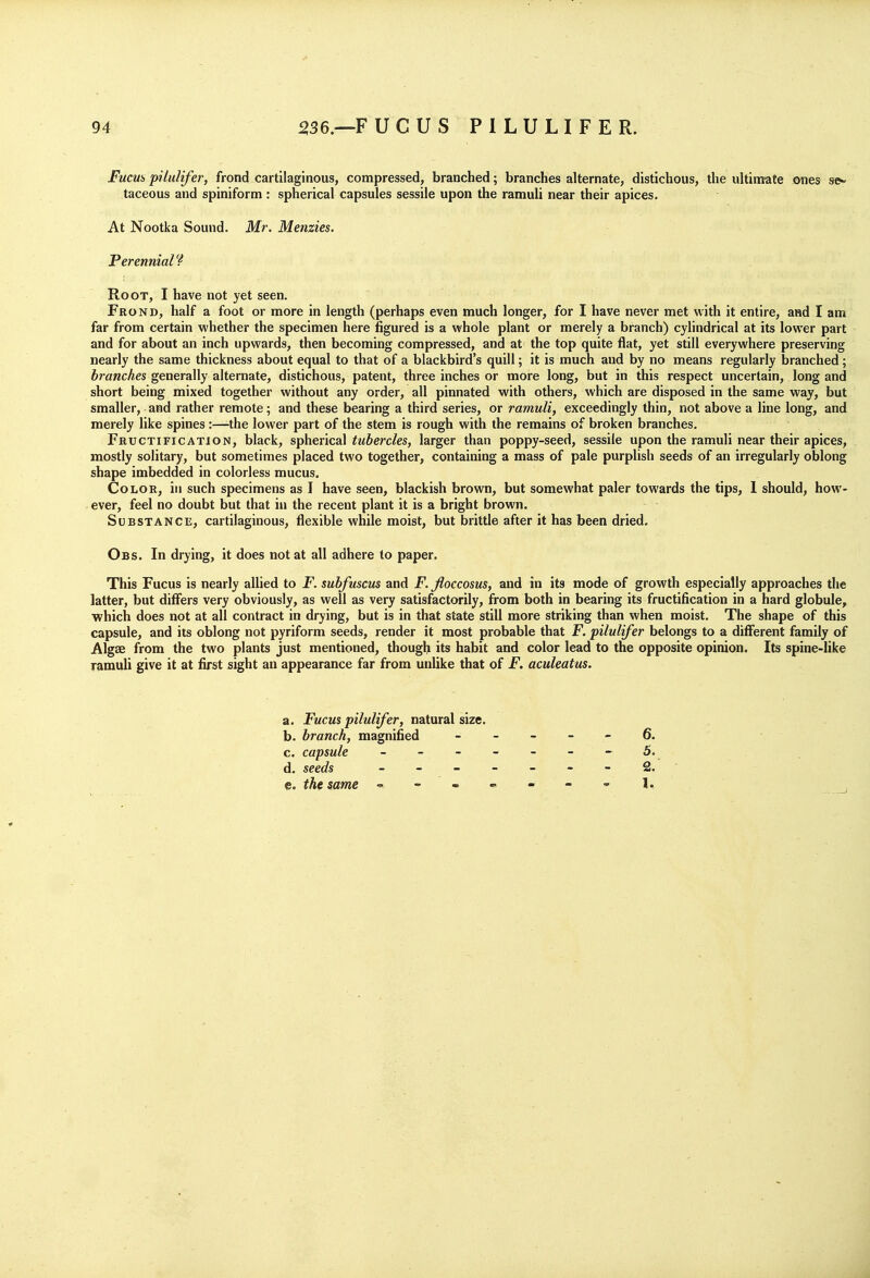 Fucui, pihilifer, frond cartilaginous, compressed, branched; branches alternate, distichous, the ultintrate ones se^ taceous and spiniform : spherical capsules sessile upon the ramuli near their apices. At Nootka Sound. Mr. Menzies. Perennial'^ Root, I have not yet seen. Frond, half a foot or more in length (perhaps even much longer, for I have never met with it entire, and I am far from certain whether the specimen here figured is a whole plant or merely a branch) cylindrical at its lower part and for about an inch upwards, then becoming compressed, and at the top quite flat, yet still everywhere preserving nearly the same thickness about equal to that of a blackbird's quill; it is much and by no means regularly branched; branches generally alternate, distichous, patent, three inches or more long, but in this respect uncertain, long and short being mixed together without any order, all pinnated with others, which are disposed in the same way, but smaller, and rather remote; and these bearing a third series, or ramuli, exceedingly thin, not above a line long, and merely like spines:—the lower part of the stem is rough with the remains of broken branches. Fructification, black, spherical tubercles, larger than poppy-seed, sessile upon the ramuli near their apices, mostly solitary, but sometimes placed two together, containing a mass of pale purplish seeds of an irregularly oblong shape imbedded in colorless mucus. Color, in such specimens as I have seen, blackish brown, but somewhat paler towards the tips, 1 should, how- ever, feel no doubt but that in the recent plant it is a bright brown. Substance, cartilaginous, flexible while moist, but brittle after it has been dried. Obs. In drying, it does not at all adhere to paper. This Fucus is nearly allied to F. subfuscm and F. floccosus, and in its mode of growth especially approaches the latter, but difi^ers very obviously, as well as very satisfactorily, from both in bearing its fructification in a hard globule^ ■which does not at all contract in drying, but is in that state still more striking than when moist. The shape of this capsule, and its oblong not pyriform seeds, render it most probable that F. pilulifer belongs to a difi*erent family of Algae from the two plants just mentioned, though its habit and color lead to the opposite opinion. Its spine-like ramuli give it at first sight an appearance far from unlike that of F. aculeatus. a. Fucus pilulifer, natural size. b. branch, magnified ----- 6. c. capsule - 5. d. seeds - 2. e. the same = J.