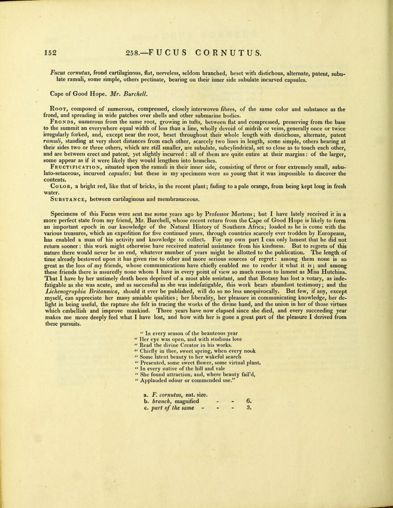 Fucm cornutus, frond cartilaginous, flat, nerveless, seldom branched, beset with distichous, alternate, patent, subu- late ramuli, some simple, others pectinate, bearing on their inner side subulate incurved capsules. Cape of Good Hope. Mr. Burchell. Root, composed of numerous, compressed, closely interwoven fibres, of the same color and substance as the frond, and spreading in wide patches over shells and other submarine bodies. Fronds, numerous from the same root, growing in tufts, between flat and compressed, preserving from the base to the summit an everywhere equal width of less than a line, wholly devoid of midrib or veins, generally once or twice irregularly forked, and, except near the root, beset throughout their whole length with distichous, alternate, patent ramuli, standing at very short distances from each other, scarcely two lines in length, some simple, others bearing at their sides two or three others, which are still smaller, are subulate, subcylindrical, set so close as to touch each other, and are between erect and patent, yet slightly incurved : all of them are quite entire at their margins: of the larger, some appear as if it were likely they would lengthen into branches. Fructification, situated upon the ramuli in their inner side, consisting of three or four extremely small, subu- lato-setaceous, incurved capsules; but these in my specimens were so young that it was impossible to discover the contents. Color, a bright red, like that of bricks, in the recent plant; fading to a pale orange, from being kept long in fresh water. Substance, between cartilaginous and membranaceous. Specimens of this Fucus were sent me some years ago by Professor Mertens; but I have lately received it in a more perfect state from my friend, Mr. Burchell, whose recent return from the Cape of Good Hope is likely to form an important epoch in our knowledge of the Natural History of Southern Africa; loaded as he is come with the various treasures, which an expedition for five continued years, through countries scarcely ever trodden by Europeans, has enabled a man of his activity and knowledge to collect. For my own part I can only lament that he did not return sooner: this work might otherwise have received material assistance from his kindness. But to regrets of this nature there would never be an end, whatever number of years might be allotted to the publication. The length of time already bestowed upon it has given rise to other and more serious sources of regret: among them none is so great as the loss of my friends, whose communications have chiefly enabled me to render it what it is; and among these friends there is assuredly none whom I have in every point of view so much reason to lament as Miss Hutchins. That I have by her untimely death been deprived of a most able assistant, and that Botany has lost a votary, as inde- fatigable as she was acute, and as successful as she was indefatigable, this work bears abundant testimony; and the Lichenographia Britannica, should it ever be published, will do so no less unequivocally. But few, if any, except myself, can appreciate her many amiable qualities; her liberality, her pleasure in communicating knowledge, her de- light in being useful, the rapture she felt in tracing the works of the divine hand, and the union in her of those virtues which embellish and improve mankind. Three years have now elapsed since she died, and every succeeding year makes me more deeply feel what I have lost, and how with her is gone a great part of the pleasure I derived from these pursuits.  In every season of the beauteous year  Her eye was open, and with studious love  Read the divine Creator in his works.  Chiefly in thee, sweet spring, when every nook  Some latent beauty to her wakeful search  Presented, some sweet flower, some virtual plant.  In every native of the hill and vale  She found attraction, and, where beauty fail'd,  Applauded odour or commended use. a. F. cornutus, nat. size. b. branch, magnified - - 6. c. part of the same - - - 3.
