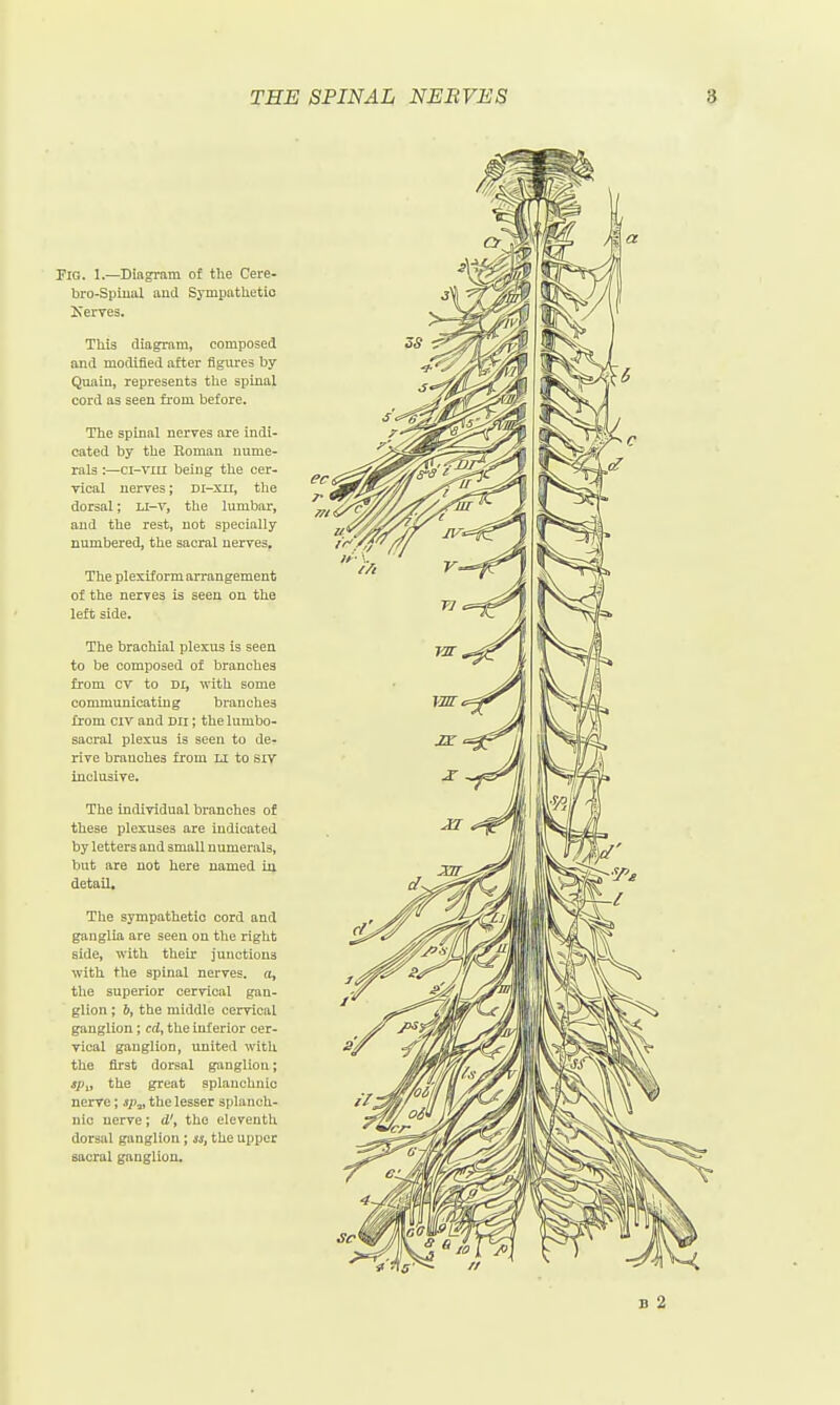 Fig. 1.—Diagram of the Cere- bro-Spiiial and Sympatlietio Kerves. This diagram, composed and modified after figures by Quaia, represents the spinal cord as seen from before. The spinal neryes are indi- cated by the Roman nume- rals ;—ci-vm being the cer- Tical nerves; Di-xn, the dorsal; Li-V, the lumbar, and the rest, not specially numbered, the sacral nerres. The plexiform arrangement of the nerves is seen on the left side. The brachial plexus is seen to be composed of branches from cv to Di, with some communicating branches from CIV and Dii; the lumbo- sacral plexus is seen to de- rive branches from Li to srv inclusive. The individual branches of these plexuses are indicated by letters and small numerals, but are not here named in detail. The sympathetic cord and ganglia are seen on the right side, with their junctions with the spinal nerves, a, the superior cervical gan- glion ; 6, the middle cervical ganglion ; cri, the inferior cer- vical ganglion, united with the first dorsal ganglion; sp„ the great splanchnic nerve; sp^ the lesser splanch- nic nerve; d', the eleventh dorsal ganglion; «, the upper sacral ganglion.