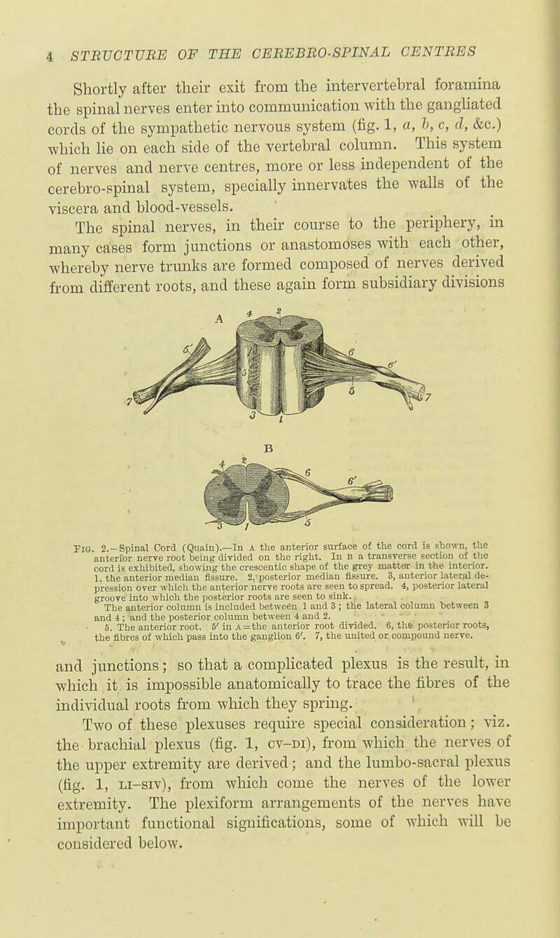 Shortly after their exit from the intervertebral foramina the spinal nerves enter into communication with the gangliated cords of the sympathetic nervous system (fig. 1, a, b, c, d, &c.) which lie on each side of the vertebral column. This system of nerves and nerve centres, more or less independent of the cerebro-ppinal system, specially innervates the walls of the viscera and blood-vessels. The spinal nerves, in their course to the periphery, in many ca:ses form junctions or anastomoses with each other, whereby nerve trunks are formed composed of nerves derived from different roots, and these again form subsidiary divisions Fig. 2.-Spinal Cord (Qiiain).—In A the anterior surface of the cord is shown, tae anterior nerve root being dirlded on the right. In B a transTerse section of the cord is exhibited, showing the crescentic shape of the grey matter in the interior. 1, the anterior median Assure. 2,'posterior median fissure. 3, anterior laterjil de- pression over which the anterior uerye roots are seen to spread. 4, posterior lateral grooTe into wliich the posterior roots are seen to siulf.. The anterior column is included between 1 and 3 ; the lateral column between 3 and 4; and the posterior column between i and 2. 6. The anterior root. S'in A=the anterior root dirided. G, the posterior roots, the fibres of which pass into the ganglion 6'. 7, the united or compound nerve. and junctions; so that a complicated j)lexus is the result, in which it is impossible anatomically to trace the fibres of the individual roots from which they sprmg. Two of these plexuses require special consideration; viz. the brachial plexus (fig. 1, cv-di), from which the nerves of the upper extremity are derived; and the lumbo-sacral plexus (lig. 1, Li-siv), from which come the nerves of the lower extremity. The plexiform arrangements of the nerves have important functional significations, some of which will be considered below.