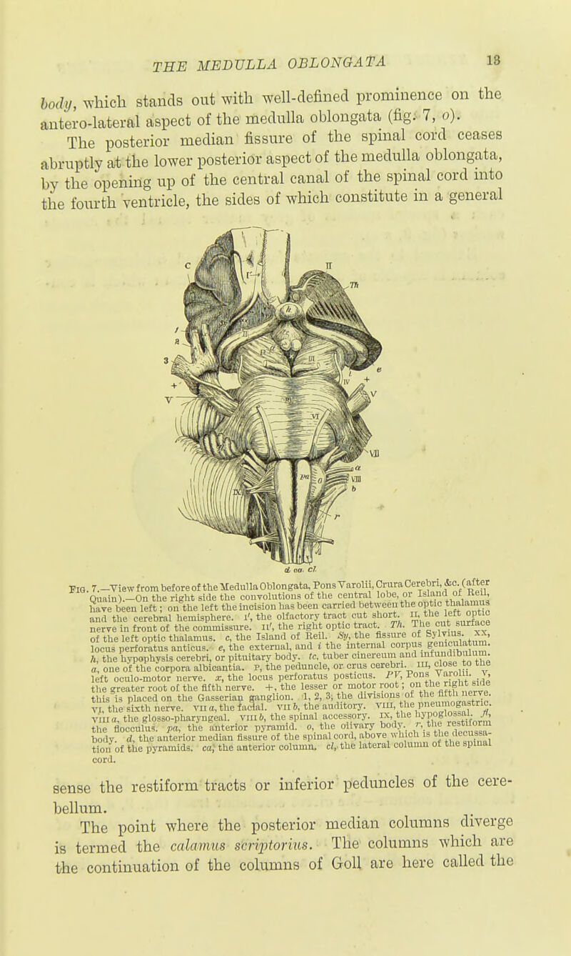 THE MEDULLA OBLONGATA 18 body, wliich stands out with well-defined prominence on the antero-lateral aspect of the medulla oblongata (fig;- 7, o). The posterior median fissure of the spmal cord ceases abruptly at the lower posterior aspect of the medulla oblongata, by the opening up of the central canal of the spinal cord mto the fourth ventricle, the sides of which constitute in a general d aa. cl FIQ. 7.-View from before of the Medulla Oblongata, Pons Varolii, Crura Cerebri &o (of ter Quain).-On the right side the couTolutious ol the ceutral lobe or °* '^^^^^^ have been left; on the left the incision has been carried hfitween the optic thalan^^^^ and the cerebral hemisphere, i', the olfactory tract cut short °P*^^ nerve in front of the commissure. Ii', the right optic tract Th. ^jie cut surface of the left optic thalamus, c, the Island of Reil. Sy, the flssm-e of Sylrius xx, locus perforatus anticus. e, the external, and i the internal corpus geniculatum. /i, the hypophysis cerebri, or pituitary body. tc. tuber cinereum and infuudibiUum. a, one of the corpora albicantia. p, the peduncle, or crus cerebri, m, close to the left oculo-motor nerve, .r, the locus perforatus posticus. PV, I^!. the greater root of the fifth nerve. +, the lesser or moijor root; o°„t°c nght side this is placed on the Gasseriap ganglion, d, 2, 3; the divisions of the fifth nerve. VI the sixth nerve. Tu a, the faaal. vii 5, the auditory, rm, the pneui logastrio. viua, the glosso-pharyngeal. vin6, the spinal accessory, ix, the ';yP';'f'°=lf; the flocculus, pa, the anterior pyramid, o, the olivary body, r the restitorm body d, the anterior median fissure of the spmal cord, above which i> the decussa- ton of tiie pyramids, ca) the anterior oolnma. d, the lateral column of the spmal cord. sense the restiform tracts or inferior peduncles of the cere- bellum. The point where the posterior median columns diverge is termed the calamus scnptorius. The columns which are the continuation of the columns of GoU are here called the