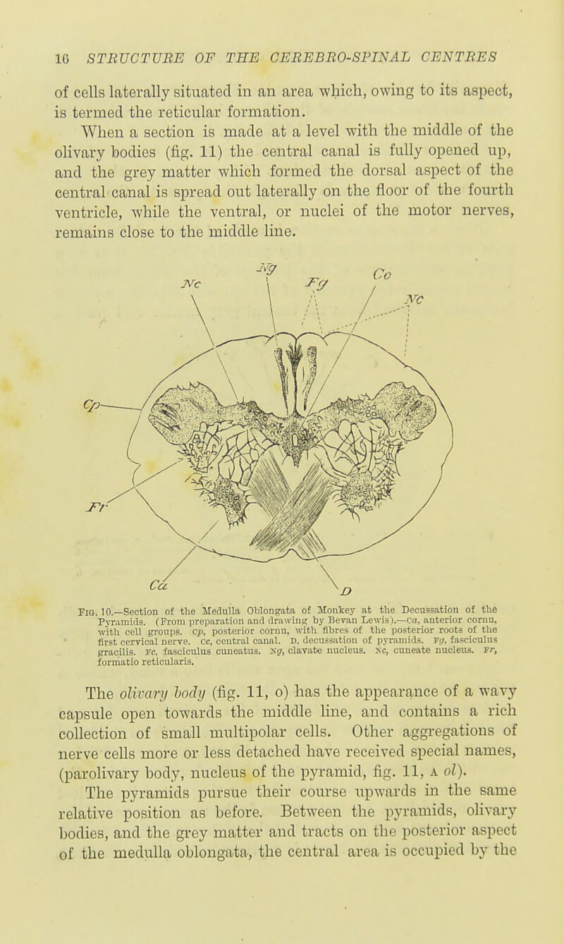 of cells laterally situated in an area -which, owing to its aspect, is termed the reticular formation. When a section is made at a level with the middle of the olivary bodies (fig. 11) the central canal is fully opened up, and the grey matter which formed the dorsal aspect of the central canal is spread out laterally on the floor of the fourth ventricle, while the ventral, or nuclei of the motor nerves, remains close to the middle line. Fig. 10.—Section of the Medulla Oblongata of Montey at the Decussation of the PyrL-imids. (From preparation and drawing by Beran Lewis).—Cff, anterior coriiu, with cell gronps. cp, posterior coruu, with fibres of the posterior roots of the first cervical nerve, cc, central canal. D, decussation of pyramids. Fr;. fasciculus gracilis. Fc, fasciculus cuneatus. clavate nucleus, xc, cuneate nucleus. Fr, formatio reticularis. The olivary body (fig. 11, o) has the appearance of a wavy capsule open towards the middle line, and contains a rich collection of small multipolar cells. Other aggregations of nerve cells more or less detached have received special names, (parolivary body, nucleus of the pyramid, fig. 11, a ol). The pyramids i^ursue their course iipwards in the same relative position as before. Between the pyramids, olivary bodies, and the grey matter and tracts on the posterior aspect of the medulla oblongata, the central area is occupied by the