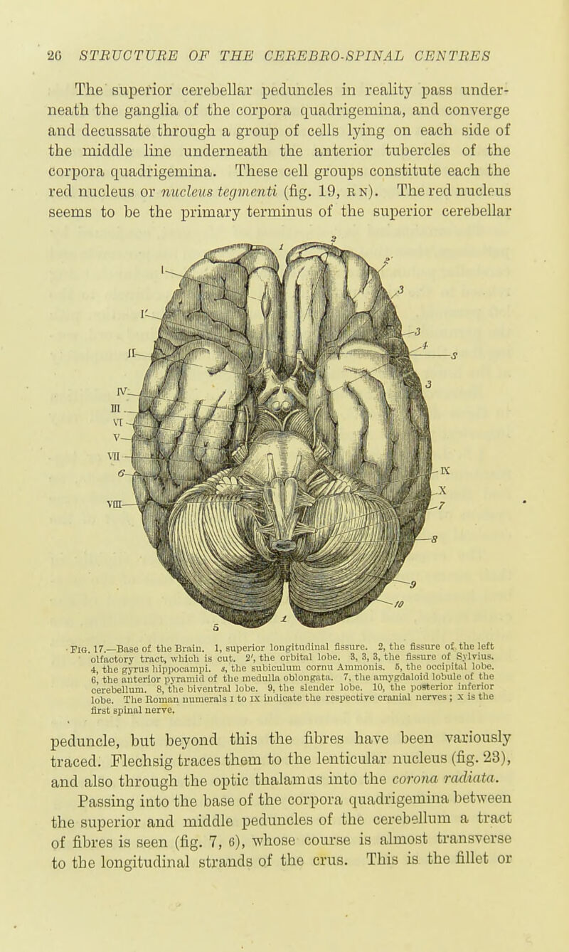 The superior cerebellar peduncles in reality pass under- neath the ganglia of the corpora quadrigemina, and converge and decussate through a group of cells lying on each side of the middle line underneath the anterior tubercles of the corpora quadrigemina. These cell groups constitute each the red nucleus or nucleus tegmenti (fig. 19, rn). The red nucleus seems to be the primary terminus of the superior cerebellar • Fig 17.—Base of the Brata. 1, superior lougitiulinal fissure. 2, the fissure ot the left ' 'olfactory tract, which is out. 2', the orbital lobe. 3, 3, 3, the fissure of S.vlTius. 4, the gyrus hippocampi, s, tlie subiculum coruu Ammouis. 6, the occipital lobe, e' the anterior pyramid of the medulla oblongata. 7, the amygdaloid lobule of the cerebellum. 8, the biveutral lobe. 9, the slender lobe. 10, the posterior iuferior lobe. The Soman numerals I to IX indicate the respective cranial nerves ; x is the first spinal nerve. peduncle, but beyond this the fibres have been variously traced. Flechsig traces them to the lenticular nucleus (fig. 23), and also through the optic thalamus into the corona radiata. Passing into the base of the corpora quadrigemina between the superior and middle pedimcles of the cerebellum a tract of fibres is seen (fig. 7, o), whose course is almost transverse to the longitudinal strands of the crus. This is the fillet or