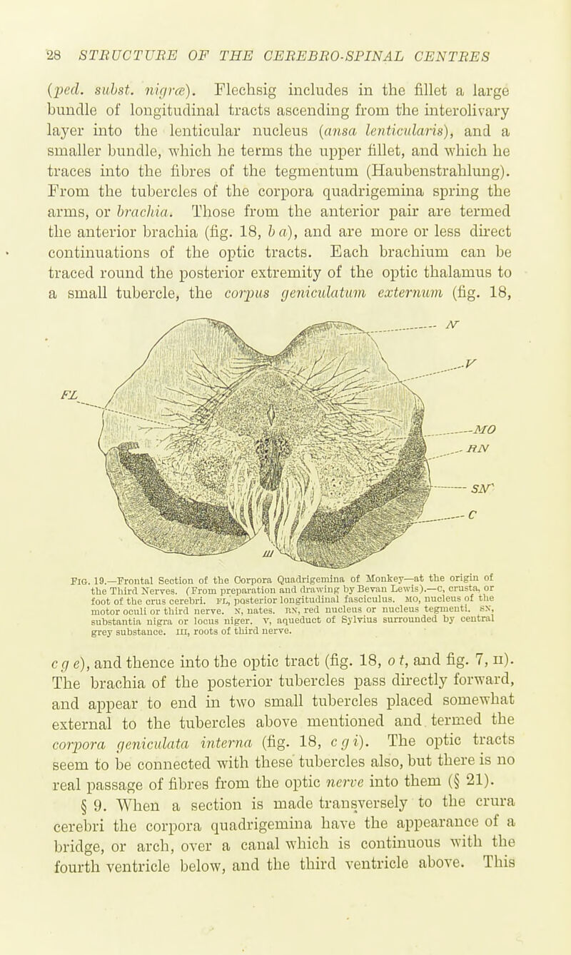 {X>ed. siibst. nig ire). Flechsig includes in the fillet a large bundle of longitudinal tracts ascending from the interolivary layer into the lenticular nucleus {cmsa lenticularis), and a smaller bundle, which he terms the upper fillet, and which he traces into the fibres of the tegmentum (Haubenstrahlung). From the tubercles of the corpora quadrigemina spring the arms, or hrachia. Those from the anterior pair are termed the anterior brachia (fig. 18, ha), and are more or less direct continuations of the optic tracts. Each brachium can be traced round the posterior extremity of the optic thalamus to a small tubercle, the coiyus geniculatum externum (fig. 18, Fig. 19.—Froutal Section of the Corpora Quadrigemina of ilonkey—at the origin of the Third Nerves. (From preparation and di-awiug by Bevau Lewis).—c, crusta, or foot of the oru3 cerebri. IX, posterior longitudinal fasciculus. MO, nucleus of tlie motor oculi or third nerve. N, nates, nx, red nucleus or nucleus tegmeuti. .sx, substantia nigra or locus niger. V, aqueduct of Sylvius surrounded by central grey substance, in, roots of third nerve. cge), and thence into the optic tract (fig. 18, o t, and fig. 7, ii). The brachia of the posterior tubercles pass directly forward, and appear to end in two small tubercles placed somewhat external to the tubercles above mentioned and. termed the corpora geniculata interna (fig. 18, cgi). The optic tracts seem to be connected with these tubercles also, but there is no real passage of fibres from the optic nerve into them (§ 21). § 9. When a section is made transversely to the crura cerebri the corpora quadrigemina have the appearance of a bridge, or arch, over a canal which is continuous with the fourth ventricle below, and the third ventricle above. This