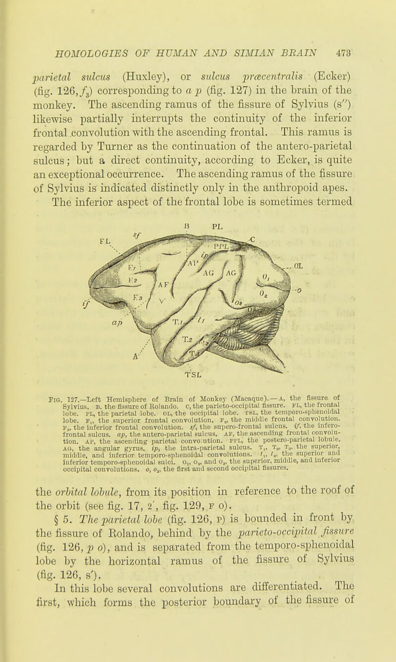 parietal sulcus (Huxley), or sulcus prcEcentralis (Ecker) (fig. 126,/g) corresponding to a p (fig. 127) in the brain of the monkey. The ascending ramus of the fissure of Sylvius (s) likewise partially interrupts the continuity of the inferior frontal .convolution with the ascending frontal. This ramus is regarded by Turner as the contuiuation of the antero-parietal sulcus; but a direct continuity, according to Ecker, is quite an exceptional occurrence. The ascending ramus of the fissure of Sylvius is indicated distinctly only in the anthropoid apes. The inferior aspect of the frontal lobe is sometimes termed Ji PL Fig. 127.—Left Hemisphere of Brain of Monkey (Macaque). —A, tlie fissure of Sylvius. B, the fissure of Rolando, c, the parieto-occipital fissure. PL, the frontal lobe. PL, the parietal lobe. OL, the occipital lobe, tsl, tlie teraporo-sphenoitlal lobe. P„ the superior frontal convolution. F,, the middle frontal convolution. i\. the inferior frontal convolution, sf, the supero-frontal sulcus, if. the infero- frontal sulcus, ap, the antero-parietal sulcus. AP, the ascending frontal convolu- tion. AP, the ascending parietal convolution. PPL, the postero-parietal lobule. AO, the angular gyrus, ip, the intra-parietal sulcus. T„ T..,, T,, the superior, middle, and inferior temporo-sphenoidal convolutions. /„ 1^, the snpenor and Inferior temporo-sphenoidal sulci. 0„ 0„ and o^, the superior, middle, and inferior occipital convolutions, o, Oj, the first and second occipital fissures. the orbital lobule, from its position in reference to the roof of the orbit (see fig. 17, 2', fig. 129, f 0). § 5. The parietal lobe (fig. 126, p) is bounded in front by the fissure of Eolando, behind by the parieto-occipital fissure (fig. 126, p 0), and is separated from the temporo-sphenoidal lobe by the horizontal ramus of the fissm-e of Sylvius (fig. 126, s'). In this lobe several convolutions are differentiated. The first, which forms the posterior boundary of the fissure of