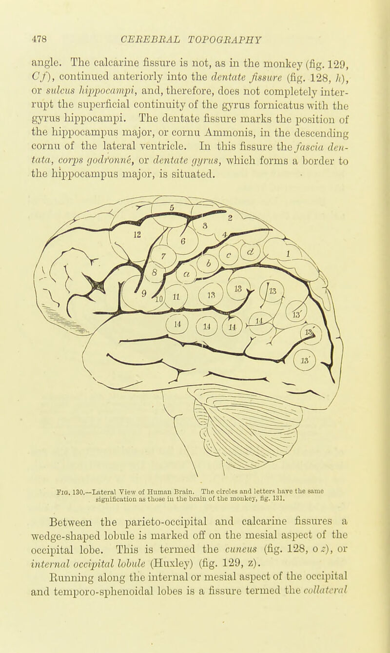 angle. The calcarine fissure is not, as in the monkey (fig. 129, Cf), continued anteriorly into the dentate fissure (fig. 128, //), or sulcus hippocampi, and, therefore, does not completely inter- rupt the superficial continuity of the gyrus fornicatus with the gyrus hippocampi. The dentate fissure marks the position of the hippocampus major, or cornu Ammonis, in the descending cornu of the lateral ventricle. In this fissure ih.Q fascia dcn- tata, corps godfonne, or dentate gyrus, which forms a border to the hippocampus major, is situated. Fig. 130.—Lateral View of Human Brain. Tlie circles and letters have the same signification as those iu the brain ol the monkey, fig. 131, Between the parieto-occipital and calcarine fissures a wedge-shaped lobule id marked ofl on the mesial aspect of the occipital lobe. This is termed the cwneus (fig. 128, o^'), or internal occijntal lobule (Huxley) (fig. 129, z). Eunning along the internal or mesial aspect of the occipital and temporo-sphenoidal lobes is a fissure termed the collateral