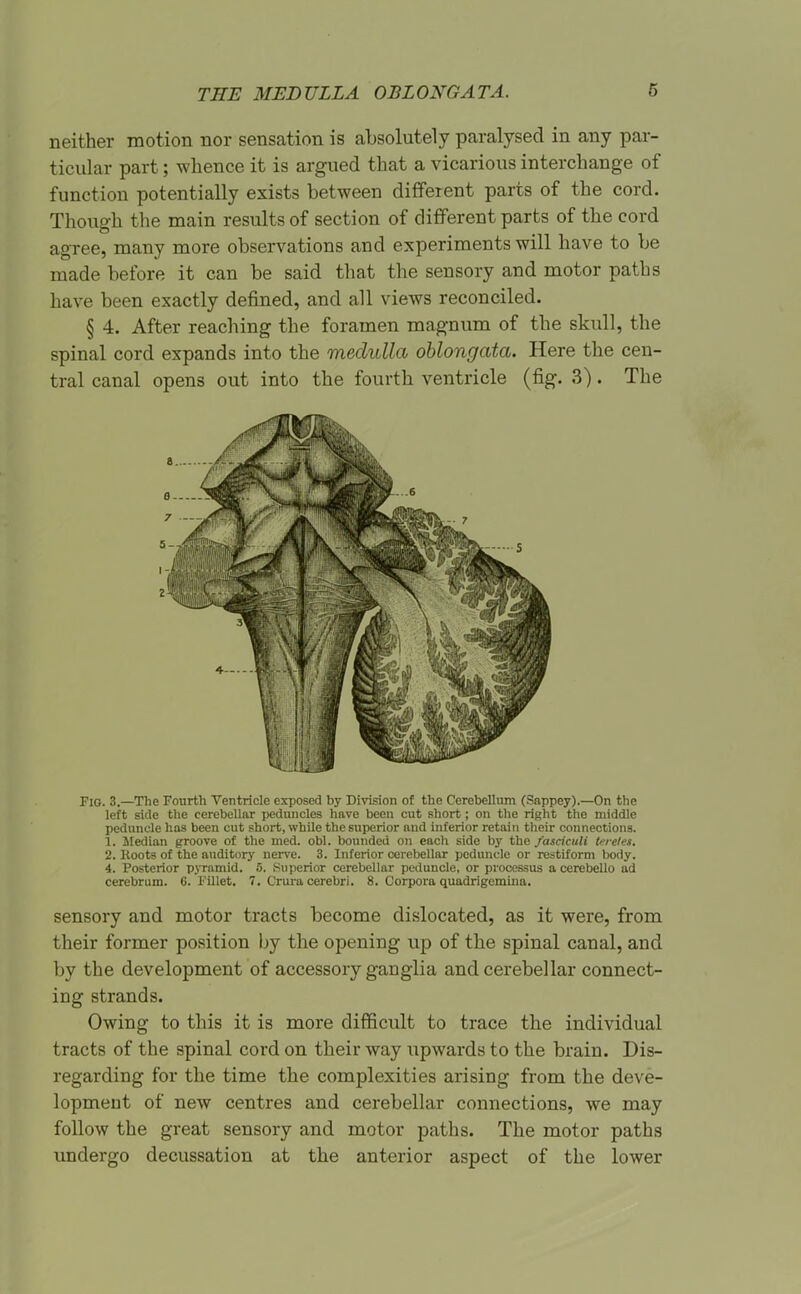 neither motion nor sensation is absolutely paralysed in any par- ticular part; whence it is argued that a vicarious interchange of function potentially exists between different parts of the cord. Though the main results of section of different parts of the cord agree, many more observations and experiments will have to be made before it can be said that the sensory and motor paths have been exactly defined, and all views reconciled. § 4. After reaching the foramen magnum of the skull, the spinal cord expands into the medulla oblongata. Here the cen- tral canal opens out into the fourth ventricle (fig. 3). The FlO. 3.—The Fourth Ventricle exposed by Division of the Cerebelhmi (Sappey).—On the left side the cerebellar pedimcles have been cut short; on the right the middle peduncle has been cut short, while the superior and inferior retain their connections. 1. Median groove of the med. obi. bounded on each side by the fasciculi ti'ieles. 2. Roots of the auditory nerve. 3. Inferior cerebellar peduncle or restiform body. 4. Posterior pyramid. 5. Superior cerebellar peduncle, or processus a cerebello ad cerebrum. 6. Fillet. 7. Crura cerebri. 8. Corpora quadrigemina. sensory and motor tracts become dislocated, as it were, from their former position by the opening up of the spinal canal, and by the development of accessory ganglia and cerebellar connect- ing strands. Owing to this it is more difficult to trace the individual tracts of the spinal cord on their way upwards to the brain. Dis- regarding for the time the complexities arising from the deve- lopment of new centres and cerebellar connections, we may follow the great sensory and motor paths. The motor paths undergo decussation at the anterior aspect of the lower