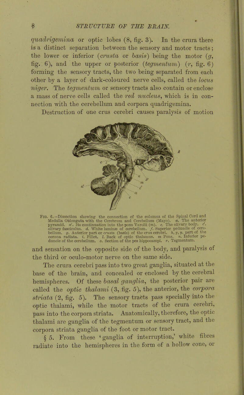 quadngemina or optic lobes (8, fig. 3). In the crura there is a distinct separation between the sensory and motor tracts ; the lower or interior {crusta or basis) being the motor fig. .6), and the upper or posterior {tegmentum) (r, fig. 6) forming the sensory tracts, the two being separated from each other by a layer of dark-coloured nerve cells, called the locus niger. The tegmentum or sensory tracts also contain or enclose a mass of nerve cells called the red nucleus, which is in con- nection with the cerebellum and corpora quadrigemina. Destruction of one crus cerebri causes paralysis of motion Fio. 6.—Dissection showing the connection of the cohimns of the Spinal Cord and Medulla Oblongata with the Cerehnini and Cerebellum (ilnyo). a. The anterior pyramid. «'. Its continuation into the pons Varolii (m). c. The olivary body, c . olivary fasciculus, d. White laminte o£ cerebellum. /. Superior peduncle of cere- bellum, g. Anterior part or crusla (basis) of the crus cerebri. Ii, y, y. part of tlie corona radiata. i. Fillet. /. Back of optic thalamus, hi Pons. n. Inferior pe- duncle of the cerebellum, o. Section of the pes hippocampi, r. Tegmentum. and sensation on the opposite side of the body, and paralysis of the third or oculo-motor nerve on the same side. The crura cerebri pass into two great ganglia, situated at the base of the brain, and concealed or enclosed by the cerebral hemispheres. Of these basal ganglia, the posterior pair are called the optic thalami (3, fig. 5), the anterior, the corpora striata (2, fig. 5). The sensory tracts pass specially into the optic thalami, Avhile the motor tracts of the crm'a cerebri, pass into the corpora striata. Anatomically, therefore, the optic thalami are ganglia of the tegmentum or sensory tract, and the corpora striata ganglia of the foot or motor tract. § 5. From these ' ganglia of interruption,' white fibres radiate into the hemispheres in the form of a hollow cone, or