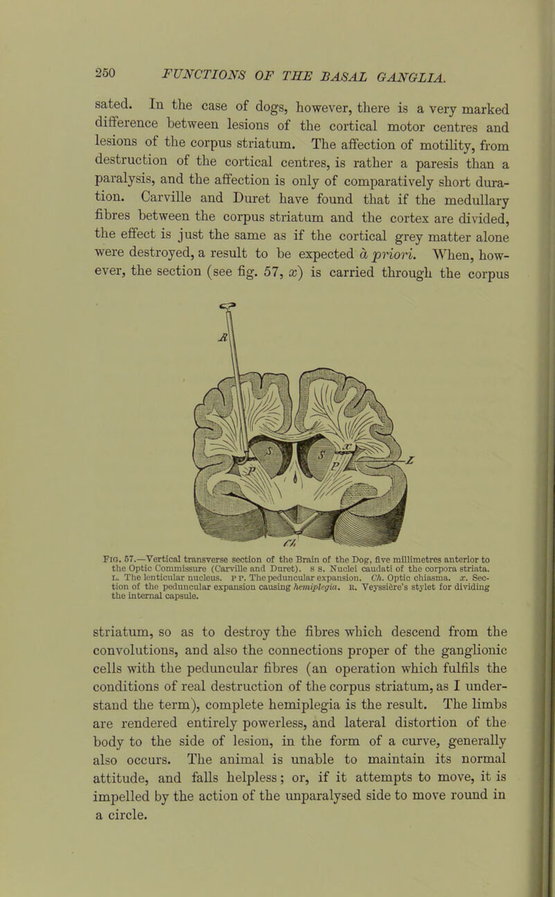 sated. In the case of dogs, however, there is a very marked difference between lesions of the cortical motor centres and lesions of the corpus striatum. The affection of motility, from destruction of the cortical centres, is rather a paresis than a paralysis, and the affection is only of comparatively short dura- tion. Carville and Duret have found that if the medullary fibres between the corpus striatum and the cortex are divided, the effect is just the same as if the cortical grey matter alone were destroyed, a result to be expected a pnori. When, how- ever, the section (see fig. 57, x) is carried through the corpus Fio. 57.—Vertical transverse section of the Brain of the Dog, five millimetres anterior to the Optic Commissure (Carville and Dm-et). s s. Nuclei caudati of the corpora striata. L. The lenticular nucleus. P p. The peduncular expansion. CA. Optic chiasma. a;. Sec- tion of the peduncular expansion causing hemiplegia, R. Ve}ssi6re's stylet for dividing the internal capsule. striatum, so as to destroy the fibres which descend from the convolutions, and also the connections proper of the ganglionic cells with the peduncular fibres (an operation which fulfils the conditions of real destruction of the corpus striatum, as I under- stand the term), complete hemiplegia is the result. The limbs are rendered entirely powerless, and lateral distortion of the body to the side of lesion, in the form of a curve, generally also occurs. The animal is unable to maintain its normal attitude, and falls helpless; or, if it attempts to move, it is impelled by the action of the unparalysed side to move round in a circle.