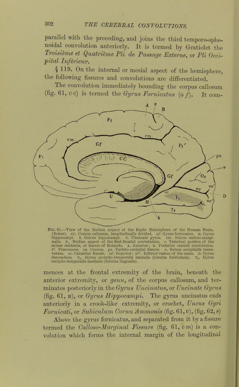 parallel with the preceding, and joins the third temporo-sphe- noidal convolution anteriorly. It is termed by Gratiolet the Troisi^me et Quatneme Pli de Passage Externe, or Pli Occi- pital Inferieur. § 119. On the internal or mesial aspect of the hemisphere, the following fissures and convolutions are differentiated. The convolution immediately bounding the corpus callosura (fig. 61, cc) is termed the Gyrus Fornicatus (g/). It com- Fig. 61.—View of the Median Aspect of the Ripht Hemisphere of the niiman Brain. (Eclter). cc. Corpus callosum, longitudinnlly di\ided. c/. Gynis fornicatus. H. Gyrus hipixjcampi. A. Sulcus hippocampi, u. Uncinate gjTus. cm. Sulcus calloso-margi- nalis. F,. Median aspect of the first frontal convolution, c. Terminal portion of the sulcus centralis, or fissure of Rolando. A. Anterior; B. Posterior central convolution. P*. Priecuncus. ot. Cuncus. po. Parieto-occipital fissure, o. Sulcus occipitalis trans- versus. or. Calcarine fissure, oc'. Superior; oc. Inferior ramus of the same. D. Gyrus descendens. T,. Gyrus occipito-temporalls lateralis (lobulus fusiformis). T,. GjTus occipito-temporalis medialis (lobulus lingualis). mences at the fi-ontal extremity of the brain, beneath the anterior extremity, or genu, of the corpus callosum, and ter- minates posteriorly in the Gyrus Uncinatus,ox Uncinate Gyrus (fig. 61, h), or Gyrus Hippocampi. The gyrus uncinatus ends anteriorly in a crook-like extremity, or crochet. Uncus Gyri Fornicati, or Subiculum Cornu Ammonis (fig. 61, u), (fig. 62, s) Above the gyrus fornicatus, and separated from it by a fissure termed the Calloso-Marginal Fissure (fig. 61, ov) is a con- volution which forms the internal margin of the longitudinal