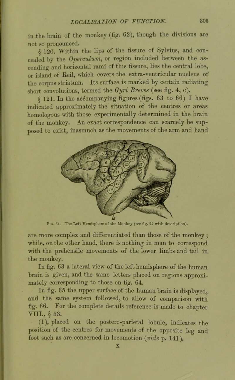 in the brain of the monkey (fig. 62), though the divisions are not so pronounced. § 120. Within the lips of the fissure of Sylvius, and con- cealed by the Operculum^ or region included between the as- cending and horizontal rami of this fissure, lies the central lobe, or island of Reil, which covers the extra-ventricular nucleus of the corpus striatum. Its surface is marked by certain radiating short convolutions, termed the GyH Breves (see fig. 4, c). § 121. In the accompanying figures (figs. 63 to 66) I have indicated approximately the situation of the centres or areas homologous with those experimentally determined in the brain of the monkey. An exact correspondence can scarcely be sup- posed to exist, inasmuch as the movements of the arm and hand Fig. 64.—The Left Hemisphere of the Monkey (see flg. 29 with description). are more complex and differentiated than those of the monkey ; while, on the other hand, there is nothing in man to correspond with the prehensile movements of the lower limbs and tail in the monkey. In fig. 63 a lateral view of the left hemisphere of the human brain is given, and the same letters placed on regions approxi- mately corresponding to those on fig. 64. In fig. 65 the upper surface of the human brain is displayed, and the same system followed, to allow of comparison with fig. 66. For the complete details reference is made to chapter VIIL, § 53. (1), placed on the postero-parietal lobule, indicates the position of the centres for movements of the opposite leg and foot such as are concerned in locomotion (vide p. 141).