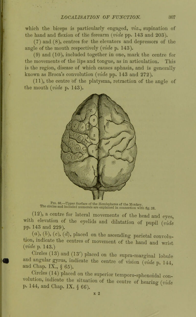 which the biceps is particularly engaged, viz., supination of the hand and flexion of the forearm [vide pp. 143 and 203). (7) and (8), centres for the elevators and depressors of the angle of the mouth respectively (^vide p. 143). (9) and (10), included together in one, mark the centre for the movements of the lips and tongue, as in articulation. This is the region, disease of which causes aphasia, and is generally known as Broca's convolution {vide pp. 143 and 272). (11), the centre of the platysma, retraction of the angle of the mouth {vide p. 143). Fig. ee.—Upper Surface of the Hemispheres of the Monkey, ihe circles and included numerals are explained in connection with fig. 28. (12), a centre for lateral movements of the head and eyes, with elevation of the eyelids and dilatation of pupil (vide pp. 143 and 229). (a), (6), (c), {d), placed on the ascending parietal convolu- tion, indicate the centres of movement of the hand and wrist {vide p. 143.) Circles (13) and (13') placed on the supra-marginal lobule and angular gyrus, indicate the centre of vision (vide t> 144 and Chap. IX., § 65). i • •*» Circles (14) placed on the superior temporo-sphenoidal con- volution, indicate the situation of the centre of hearing (vide p. 144, and Chap. IX. § 66). ^ ^ X 2