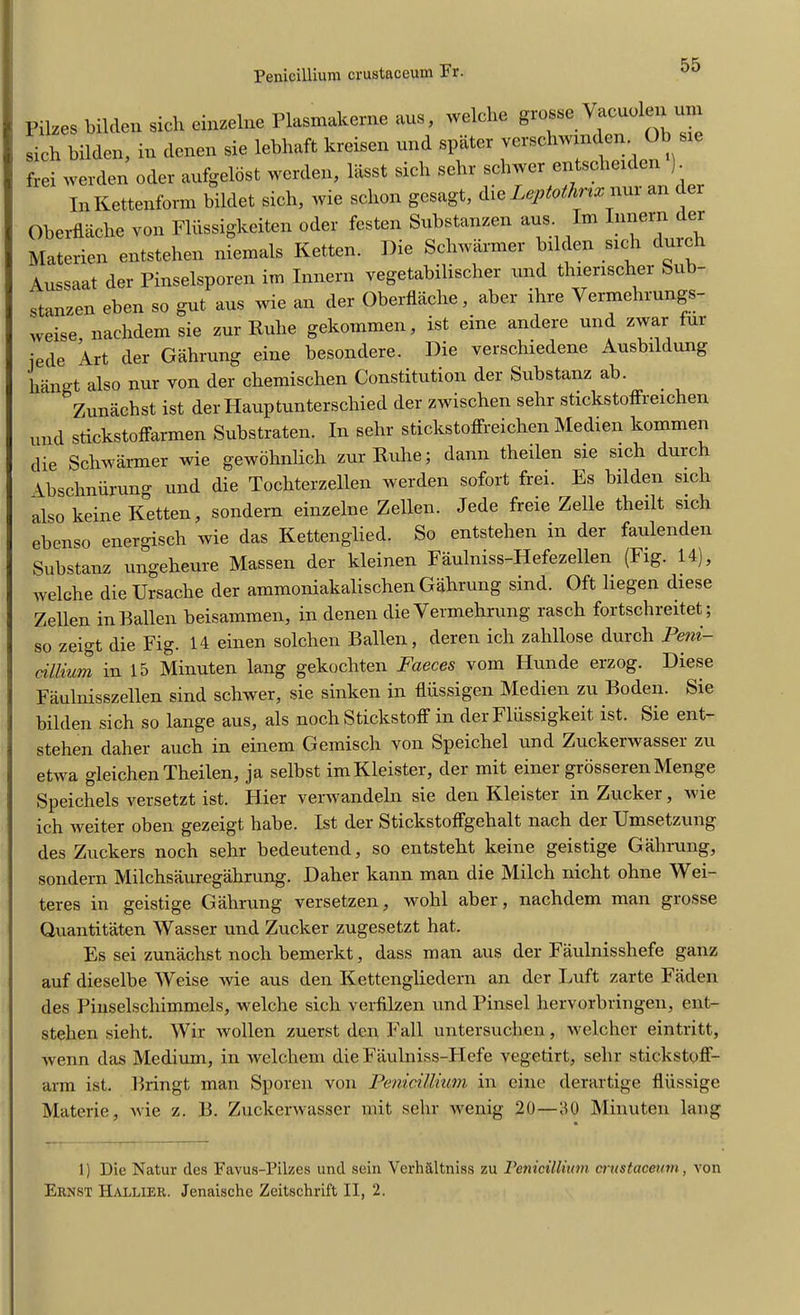 Pilzes bilclen sich einzelne Plasmakerixe aus, welche grouse Vacuolen urn sich Widen, in denen sie lebhaft kreisen und spater verschwmden Ob sie frei werden oder aufgeldst werden, lasst sich sehr schwer entscbeit ). In Kettenform bildet sich, wie sclion gesagt, die Leptothnx nui an c Oberflache von Fliissigkeiten oder festen Substanzen aus Im Innern der Materien entstehen niemals Ketten. Die Schwarmer Widen sich durch Aussaat der Pinselsporen im Innern vegetabilischer und thierischer Sub- stanzen eben so gut aus wie an der Oberflache, aber ihre Vermehrungs- weise nachdem sie zur Rulie gekommen, ist eine andere und zwar fur iede Art der Gahrung eine besondere. Die verschiedene Ausbildung hangt also nur von der chemischen Constitution der Substanz ab. Zunachst ist derHauptunterschied der zwischen sehr stickstoffreichen imd stickstoffarmen Substraten. In sehr stickstoffreichen Medien kommen die Schwarmer wie gewohnlich zur Ruhe; dann theilen sie sich durch Abschniirung und die Tochterzellen werden sofort frei. Es bilden sich also keine Ketten, sondern einzelne Zellen. Jede freie Zelle theilt sich ebenso energisch wie das Kettenglied. So entstehen in der faulenden Substanz ungeheure Massen der kleinen Faulniss-Hefezellen (Fig. 14), welche die Ursache der ammoniakalischen Gahrung sind. Oft liegen diese Zellen inBallen beisammen, in denen die Vermehrung rasch fortschreitet; so zeigt die Fig. 14 einen solchen Balien, deren ich zahllose durch Peni- cillium in 15 Minuten lang gekochten Faeces vom Hunde erzog. Diese Faulnisszellen sind schwer, sie sinken in fliissigen Medien zu Boden. Sie bilden sich so lange aus, als noch Stickstoff in der Fliissigkeit ist. Sie ent- stehen daher auch in einem Gemisch von Speichel und Zuckerwasser zu etwa gleichen Theilen, ja selbst imKleister, der mit einer grosserenMenge Speichels Arersetzt ist. Flier verwandeln sie den Kleister in Zucker, wie ich weiter oben gezeigt habe. Ist der Stickstoffgehalt nach der Umsetzung des Zuckers noch sehr bedeutend, so entsteht keine geistige Gahrung, sondern Milchsauregahrung. Daher kann man die Milch nicht ohne Wei- teres in geistige Gahrung versetzen, wohl aher, nachdem man grosse Quantitaten Wasser und Zucker zugesetzt hat. Es sei zunachst noch bemerkt, dass man aus der Faulnisshefe ganz auf dieselbe Weise wie aus den Kettengliedern an der Luft zarte Faden des PinselscWmmels, welche sich verfilzen und Pinsel liervorbringen, ent- stehen sieht. Wir wollen zuerst den Fall untersuchen, welcher eintritt, Avenn das Medium, in welchem die Faulniss-Hefe vegetirt, sehr stickstoff- arm ist. Bringt man Sporen von Penicillium in cine derartige fliissige Materie, Avie z. B. Zuckerwasser mit sehr Avenig 20—50 Minuten lang 1) Die Natur des Favus-Pilzes und sein Verhaltniss zu Penicillium crustaceum, von Ernst Hallier. Jenaische Zeitschrift II, 2.