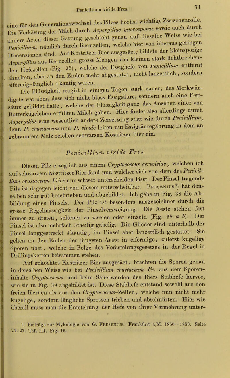 Penicillium viricle Fres. eine fur den Generationswecheel desPilzes hochst wichtige ZwischeI«oUe_ Die Verkasung der Milch (lurch AspcrgiUm mcrospons eorvie auch durch aiidere Arten dieser Gattung geachieht genau auf dieselbe We.se w,c be, Penicillium, namlich durch Kernzellen, welche hier von uberaus geimgen Dimensions sind. Auf Kostritzer Bier ausgesaet; bildete Aspergillus aus Kernzellen grosse Mengen von klemen stark lichtbre den Hefezellen (Fig. 35), welche der Essighefe von Pemcillwm entfernt ahnelten, aber an den Enden mehr abgestutzt, mcht lanzetthch, sondern eiformig-langlich 4 kantig waxen. ...... Die Fliissigkeit reagirt in einigen Tagen stark sauer; das Merkwui- digste war aber, dass sich nicht bloss Essigsaure, sondern auch eine Fett- saure gebildet hatte , welche der Fliissigkeit ganz das Ansehen einer von Butterkiigelchen erfiillten Milch gaben. Hier findet also allerdmgs durch Aspergillus eine wesentlich andere Zersetzung statt wie durch Penicdlmm, denn P. crustacmm und P. viricle leiten nur Essigsauregahrung in dem an gebranntem Malz reichen schwarzen Kostritzer Bier ein. Penicillium viride Fres. Diesen Pilz erzog ich aus einem Cryptococcus cerevisiae, welchen ich auf schwarzem Kostritzer Bier fand und welcher sich von dem des Penicil- lium crustaceum Fries nur schwer unterscheiden lasst. Der Pmsel tragende Pilz ist dagegen leicht von diesem unterscheidbar. Fresenius1) hat den- selben sehr gut beschrieben und abgebildet. Ich gebe in Fig. 38 die Ab- bildung eines Pinsels. Der Pilz ist besonders ausgezeichnet durch die grosse Begelmassigkeit der Pinselverzweigung. Die Aeste stehen fast immer zu dreien, seltener zu zweien oder einzeln (Fig. 38 a b). Der Pinsel ist also mehrfach 3theilig gabelig. Die Glieder sind unterhalb der Pinsel langgestreckt 4kantig, im Pinsel aber lanzettlich gestaltet. Sie gehen an den Enden der jiingsten Aeste in eifbrmige, zuletzt kugelige Sporen iiber, welche in Folge des Verastelungsgesetzes in der Hegel in Drillingsketten beisammen stehen. Auf gekochtes Kostritzer Bier ausgesaet, brachten die Sporen genau in derselben Weise wie bei Penicillium crustaceum Fr. aus dem Sporen- inhalte Cryptococcus und beim Sauerwerden des Biers Stabhefe hervor, wie sie in Fig. 39 abgebildet ist. Diese Stabhefe entstancl sowohl aus den freien Kernen als aus den Cryptococcus-7,eWcn, welche nun nicht mehr kugelige, sondern langliche Sprossen trieben und abschniirten. Hier wie iiberall muss man die Entstehung der Hefe von ihrer Yermehrung unter- 1) Beitr&ge zur Mykologie von G. FRESENIUS. Frankfurt a/M. 1850—1863. Seite 21. 22. Taf. III. Fig. 16.