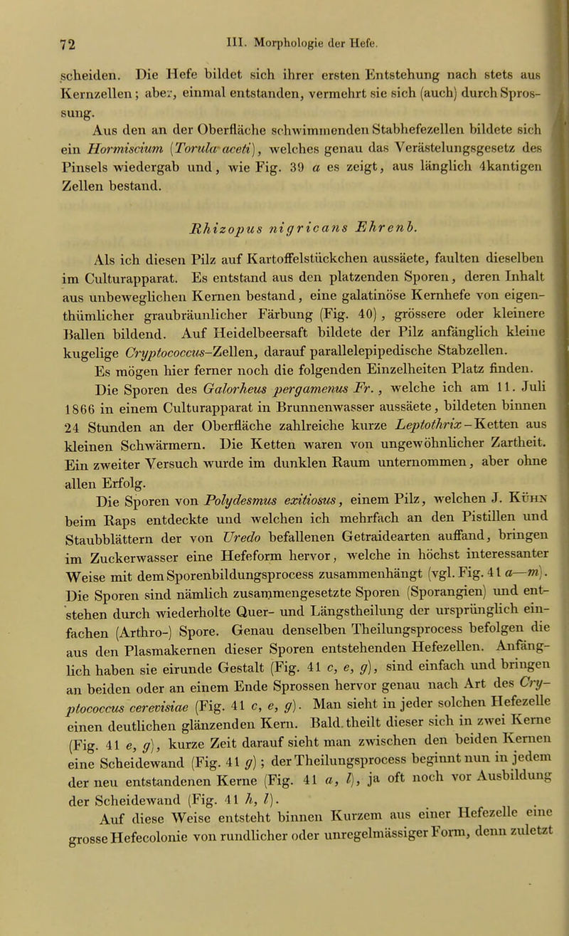 scheiden. Die Hefe bildet sich ihrer ersten Entstehung nach stets aus Kernzellen; aber, einmal entstanden, vermehrt sie sich (auch) durchSpros- SUllg. Aus den an der Oberflache schwimmenden Stabhefezellen bildete sich ein Hormiscium [Tontiaraceti), welches genau das Verastelungsgesetz des Pinsels wiedergab und, wie Fig. 39 a es zeigt, aus langlich 4kantigen Zellen bestand. Rhizopus nigricans Ehrenb. Als ich diesen Pilz auf Kartoffelstuckchen aussaete, faulten dieselben im Culturapparat. Es entstand aus den platzenden Sporen, deren Inhalt aus unbeweglichen Kernen bestand, eine galatinose Kernhefe von eigen- thiimlicher graubraunlicher Farbung (Fig. 40) , grossere oder kleinere Fallen bildend. Auf Heidelbeersaft bildete der Pilz anfanglich kleine kugelige Cryptococcus-Zellen, darauf parallelepipedische Stabzellen. Es inogen hier ferner noch die folgenden Einzelheiten Platz finden. Die Sporen des Galorheus pergamenus Fr. , welche ich am 11. Juli 1866 in einem Culturapparat in Brunnenwasser aussaete, bildeten binnen 24 Stunden an der Oberflache zahlreiche kurze Leptothnx - Ketten aus kleinen Schwarmern. Die Ketten waren von ungewohnlicher Zartheit. Ein zweiter Versucli wurde im dunklen Raum unternommen, aber ohne alien Erfolg. Die Sporen von Polydesmus exitiosus, einem Pilz, welchen J. Kuhn beim Raps entdeckte und welchen ich mehrfach an den Pistillen und Staubblattern der von Uredo befallenen Getraidearten auffand, bringen im Zuckerwasser eine Hefeform hervor, welche in hochst interessanter Weise mit dem Sporenbildungsprocess zusammenhangt (vgl. Fig. 41 a m). Die Sporen sind namlich zusammengesetzte Sporen (Sporangien) imd ent- stehen durch Aviederholte Quer- und Langstheilung der urspriinglich ein- fachen (Arthro-) Spore. Genau denselben Theilungsprocess befolgen die aus den Plasmakernen dieser Sporen entstehenden Hefezellen. Anfang- lich haben sie eirunde Gestalt (Fig. 41 c,e,g), sind einfach mid bringen an beiden oder an einem Ende Sprossen hervor genau nach Art des Cry- ptococcus cerevisiac (Fig. 41 c, e, g). Man sieht in jeder solchen Hefezelle einen deutlichen glanzenden Kern. Bald.theilt dieser sich in zwei Kerne (Fig. 41 e, g), kurze Zeit darauf sieht man zwischen den beiden Kernen eine Scheidewand (Fig. 41 g); der Theilungsprocess beginntnun in jedem der neu entstandenen Kerne (Fig. 41 a, l), ja oft noch vor Ausbildung der Scheidewand (Fig. 41 h, l). Auf diese Weise entsteht binnen Kurzem aus einer Hefezelle eine grosseHefecolonie von rundlicher oder unrcgelmassiger b onn, denn zuletzt