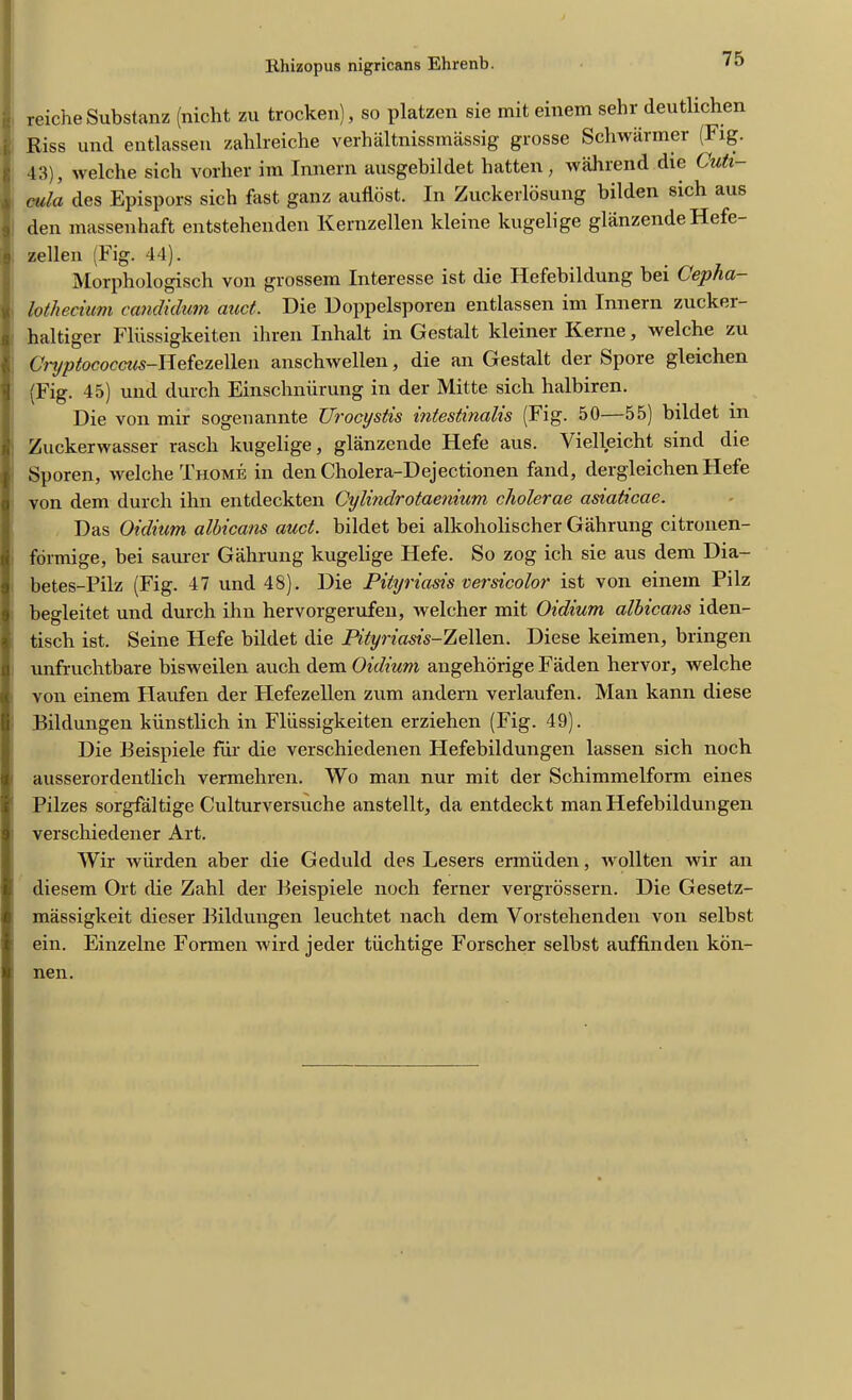 : reicheSubstanz (nicht zu trocken), so platzen sie mit einem sehr deutlichen Riss und entlassen zablreiche verhaltnissmassig grosse Scliwiirmer Fig. ; 43), welche sich vorher im Innern ausgebildet hatten, wahrend die Cuti- , aula des Epispors sich fast ganz auflost. In Zuckerlosung bilden sich aus I den massenhaft entstehenden Kernzellen kleine kugelige glanzende Hefe- i zellen (Fig. 44). Morphologisch von grossem Interesse ist die Hefebildung bei Cepha- lothecium candidum auct. Die Doppelsporen entlassen im Innern zucker- haltiger Fliissigkeiten ihren Inhalt in Gestalt kleiner Kerne, welche zu O/'yptococcus—Hefezellen anschwellen, die an Gestalt der Spore gleichen (Fig. 45) und durch Einschnurung in der Mitte sich halbiren. Die von mir sogenannte Urocystis intestinalis (Fig. 50—55) bildet in Zuckerwasser rasch kugelige, glanzende Hefe aus. Vielleicht sind die Sporen, welche Thome in den Cholera-Dejectionen fand, dergleichen Hefe von dem durch ilin entdeckten Cylindrotaenium cliolerae asiaticcie. Das Oidium albicans auct. bildet bei alkoholischer Gahrung citronen- formige, bei saurer Gahrung kugelige Hefe. So zog ich sie aus dem Dia- betes-Pilz (Fig. 47 und 48). Die Pityriasis versicolor ist von einem Pilz begleitet und durch ihn hervorgerufeu, welcher mit Oidium albicans iden- tisch ist. Seine Flefe bildet die Pityriasis-Zellen. Diese keimen, bringen unfruchtbare bisweilen auch dem Oidium angehorige Faden hervor, welche von einem Haufen der Flefezellen zum andern verlaufen. Man kann diese Bildungen kiinstlich in Fliissigkeiten erziehen (Fig. 49). Die Beispiele fur die verschiedenen Hefebildungen lassen sich noch ausserordentlich vermehren. Wo man nur mit der Schimmelform eines Pilzes sorgfaltige Culturversuche anstellt, da entdeckt man Hefebildungen verschiedener Art. Wir wiirden aber die Geduld des Lesers ermiiden, wollten wir an diesem Ort die Zahl der Beispiele noch ferner vergrossern. Die Gesetz- massigkeit dieser Bildungen leuchtet nacli dem Vorstehenden von selbst ein. Einzelne Formen wird jeder tiichtige Forscher selbst auffinden kon- nen.