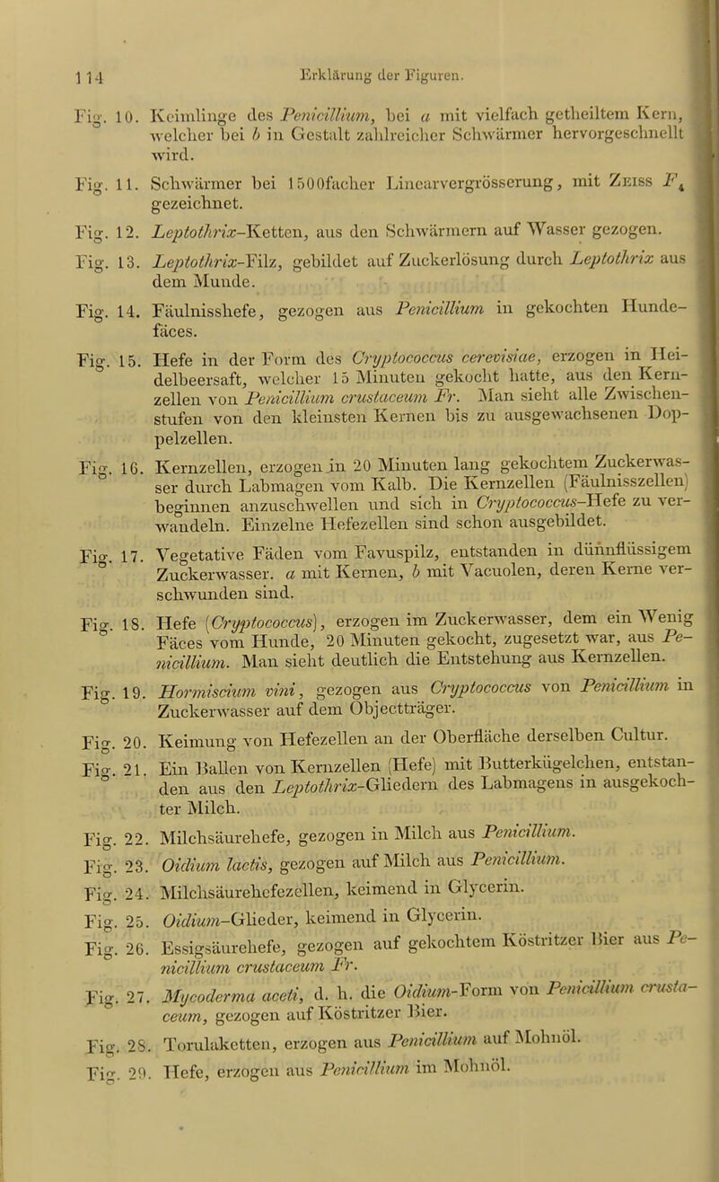 Fig. 10. Kcimlinge des Penidllium, bei a mit vielfach getheiltem Kern, welclier bei b in Gestalt zahlreicher Schwarmer hervorgeschnellt wird. Fig. 11. Schwarmer bei 1500faclier Linearvergrosserung, mit Zeiss 1\ gezeichnet. Fig. 12. Leptothrix-Ketten, aus den Schwarmern auf Wasser gezogen. Fig. 13. Leptothrix-Filz, gebildet auf Zuclterlosung durcli Leptothrix aus dem Munde. Fig. 14. Faulnisshefe, gezogen aus Penidllium in gekochten Hunde— faces. Fig. 15. Iiefe in der Form des Cryptococcus cerevisiae, erzogen in Hei- delbeersaft, welclier 15 Minuten gekocbt liatte, aus den Kern- zellen von Penidllium crustaceum Fr. Man sielit alle Zwischen- stufen von den kleinsten Kernen bis zu ausgewachsenen Dop- pelzellen. Fi<T. 16. Kernzellen, erzogen in 20 Minuten laug gekoclitem Zuckervas- set durcli Labmagen vom Kalb. Die Kernzellen (Faulnisszellen) beginnen anzuscbwellen und sicli in Cryptococcus—Hefe zu i ei- wandeln. Einzelne Hefezellen sind schon ausgebildet. Fio-. 17. Vegetative Faden vom Favuspilz, entstanden in diinnfliissigem Zuckerwasser. a mit Kernen, b mit Vacuolen, deren Kerne ver- scbwunden sind. Fio-. 18. Hefe (Cryptococcus), erzogen im Zuckerwasser, dem ein Wenig Faces vom Hunde, 20 Minuten gekocht, zugesetzt war, aus Pe— nidllium. Man sielit deutlich die Entstehung aus Kernzellen. Fig. 19. Hormisdum vim, gezogen aus Cryptococcus von Penidllium in Zuckerwasser auf dem Objecttrager. Fi°\ 20. Keimung von Hefezellen an der Oberflache derselben Cultur. Fio- 21 Ein 13alien von Kernzellen (Hefe) mit Butterkiigelclien, entstan- den aus den Leptothrix-Gliedern des Labmagens in ausgekoch- ter Milcb. Fig. 22. Milchsaureliefe, gezogen in Milcli aus Penidllium. Fig. 23. Oiclium lactis, gezogen auf Milcli aus Pemcdhum. Fi». 24. Milclisaurehcfezellen, keimend in Glycerin. Fig. 25. O^mm-Glieder, keimend in Glycerin. Fig. 26. Essigsaurehefe, gezogen auf gekoclitem Kostritzer lber aus Pe- nidUium crustaceum Fr. Fig. 27. My coderma aceti, d. li. die Oidium- Form von Pemcdhum crusta- ceum, gezogen auf Kostritzer Bier. Fig. 28. Torulaketten, erzogen aus Penidllium auf Mohnol. Fig. 29. TIefe, erzogen aus Penidllium im Mohnol.