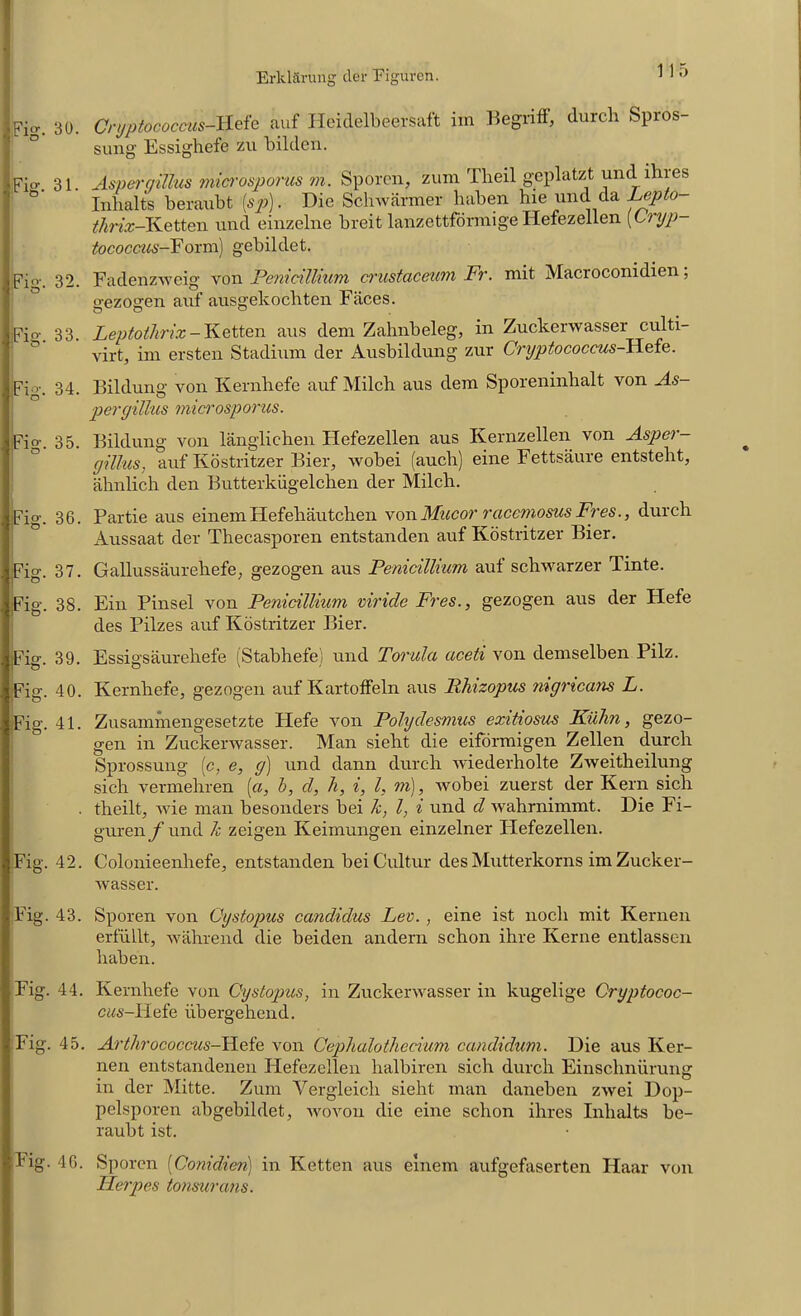 .'Fig. 30. Cryptococcus-Hefe auf Heidelbeersaft im Begrifl, (lurch Spros- sung Essighefe zu bildcn. Ipio-. 31. Aspergillus microsporus m. Sporen, zum Theil geplatzt und ihies Inhalts beraubt [sp). Die Schwarmer haben hie und da Lepto thrix-Ketten und einzelne breit hinzettformige Hefezellen [Lryp- tococcus-Form) gebildet. Fig. 32. Fadenzweig von Penieillium crustaceum Fr. mit Macroconidien; gezogen auf ausgekochten Faces. Fi°‘. 33. Leptothrix - Ketten aus deni Zahnbeleg, in Zuckerwasser culti- virt, im ersten Stadium der Ausbildung zur Cryptococcus-Hefe. Fig. 34. Bildung von Kernhefe auf Milch aus dem Sporeninhalt von As- pergillus microsporus. Fig. 35. Bildung von langliehen Hefezellen aus Ivernzellen von Asper- gillus. auf Kostritzer Bier, wobei (auch) eine Fettsaure entsteht, ahnlich den Butterkiigelchen der Milch. Fig. 36. Partie aus einem Hefeliautchen vonMucor rccccmosus Fres., durch Aussaat der Thecasporen entstanden auf Kostritzer Bier. Fig. 37. Gallussaurehefe, gezogen aus Penieillium auf schwarzer Tinte. Fig. 38. Ein Pinsel von Penieillium viricle Fres., gezogen aus der Hefe des Pilzes auf Kostritzer Bier. Fig. 39. Essigsaurehefe (Stabhefe) und Torula aceti von demselben Pilz. Fig. 40. Kernhefe, gezogen auf Kartoffeln aus Phizopus mgneans L. Fig. 41. Zusammengesetzte Hefe von Polydesmus exitiosus Kiilin, gezo- gen in Zuckerwasser. Man sieht die eiformigen Zellen durch Sprossung (c, e, g) und dann durch wiederholte Zweitheilung sich vermehren [a, b, cl, h, i, l, m), wobei zuerst der Kern sich . theilt, wie man besonders bei k, l, i und cl wahrnimmt. Die Fi- guren f und k zeigen Keimungen einzelner Hefezellen. Fig. 42. Colonieenhefe, entstanden beiCultur des Mutterkorns im Zucker- wasser. Fig. 43. Sporen von Cystopus candidus Lev. , eine ist nocli mit Kernen erfullt, wahrend die beiden andern schon ihre Kerne entlassen haben. Fig. 44. Kernhefe von Cystopus, in Zuckerwasser in kugelige Cryptococ- cws-Hefe ubergehend. Fig. 45. Arthrococcus-WcF von Cephalotliecium canclidum. Die aus Ker- nen entstandenen Hefezellen halbiren sich durch Einschniirung in der Mitte. Zum Yergleicli sieht man daneben zwei Dop- pelsporen abgebildet, wovou die eine schon ilires Inhalts be- raubt ist. lig. 46. Sporen (Conidien) in Ketten aus einem aufgefaserten Haar von Herpes tonsurans.