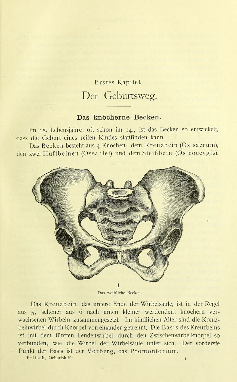 Erstes Kapitel. Der Geburtsweg. Das knöcherne Becken. Im 15. Lebensjahre, oft schon im 14., ist das Becken so entwickelt, dass die Geburt eines reifen Kindes stattfinden kann. Das Becken besteht aus 4 Knochen: dem Kreuzbein (Os sacrum), den zwei Hüftbeinen (Ossailei) und dem Steißbein (Os coccygis). 1 Das weibliche Becken. Das Kreuzbein, das untere Ende der Wirbelsäule, ist in der Regel aus 5, seltener aus 6 nach unten kleiner werdenden, knöchern ver- wachsenen Wirbeln zusammengesetzt. Im kindlichen Alter sind die Kreuz- beinwirbel durch Knorpel von einander getrennt. Die Basis des Kreuzbeins ist mit dem fünften Lendenwirbel durch den Zwischenwirbelknorpel so verbunden, wie die Wirbel der Wirbelsäule unter sich. Der vorderste Punkt der Basis ist der Vorberg, das Promontorium. Fritsch, Geburtshilfe.