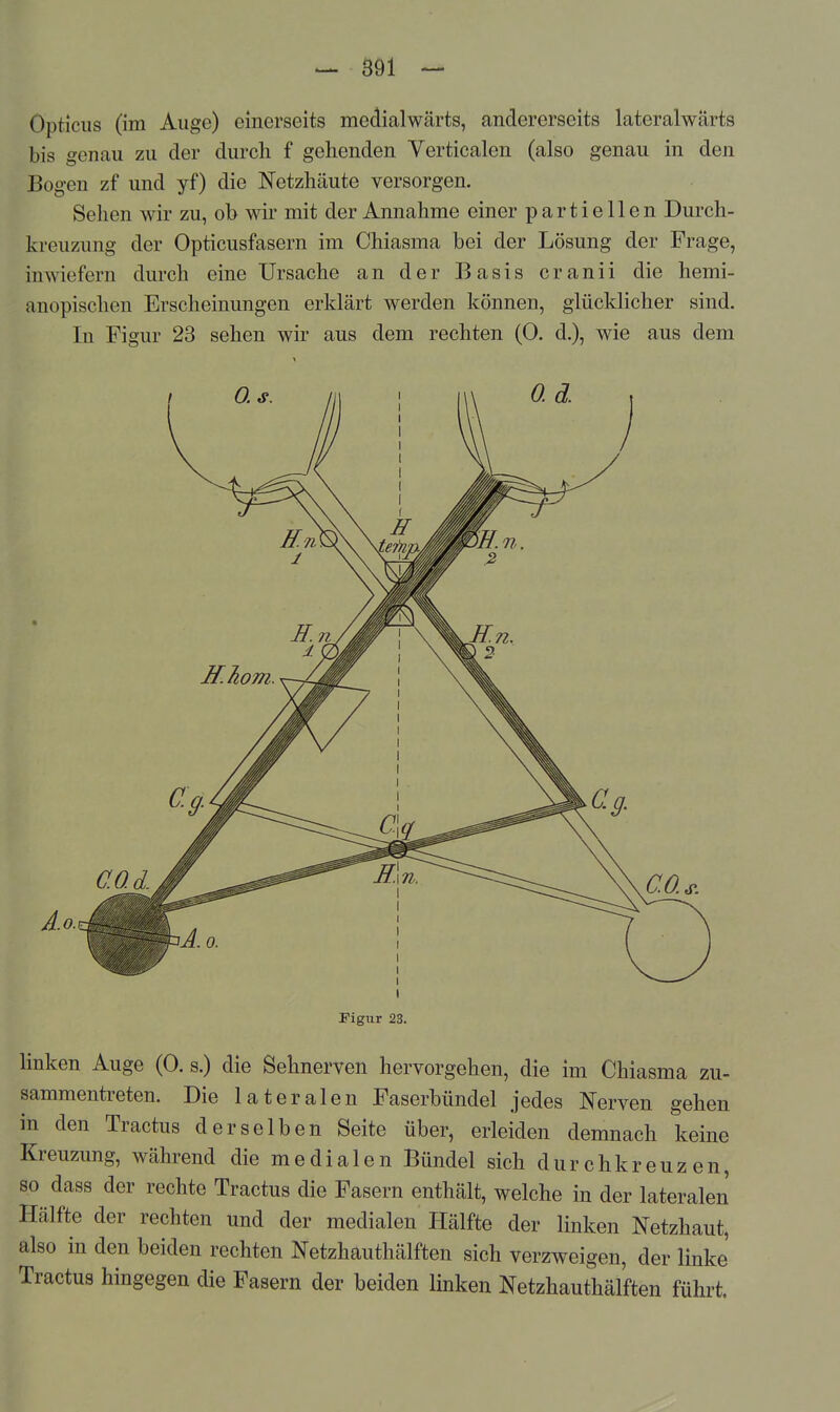 Opticus (im Augo) einerseits medialwärts, andererseits lateralwarts bis genau zu der durch f gehenden Yerticalen (also genau in den Bogen zf und yf) die Netzhäute versorgen. Sehen wir zu, ob wir mit der Annahme einer partiellen Durch- kreuzung der Opticusfasern im Chiasma bei der Lösung der Frage, inwiefern durch eine Ursache an der Basis cranii die hemi- anopischen Erscheinungen erklärt werden können, glücklicher sind. In Figur 23 sehen wir aus dem rechten (0. d.), wie aus dem Figur 23. hnken Auge (0. s.) die Sehnerven hervorgehen, die im Chiasma zu- sammentreten. Die lateralen Faserbündel jedes Nerven gehen in den Tractus derselben Seite über, erleiden demnach keine Kreuzung, während die medialen Bündel sich durchkreuzen, so dass der rechte Tractus die Fasern enthält, welche in der lateralen Hälfte der rechten und der medialen Hälfte der linken Netzhaut, also in den beiden rechten Netzhauthälften sich verzweigen, der linke Tractus hingegen die Fasern der beiden linken Netzhauthälften führt.