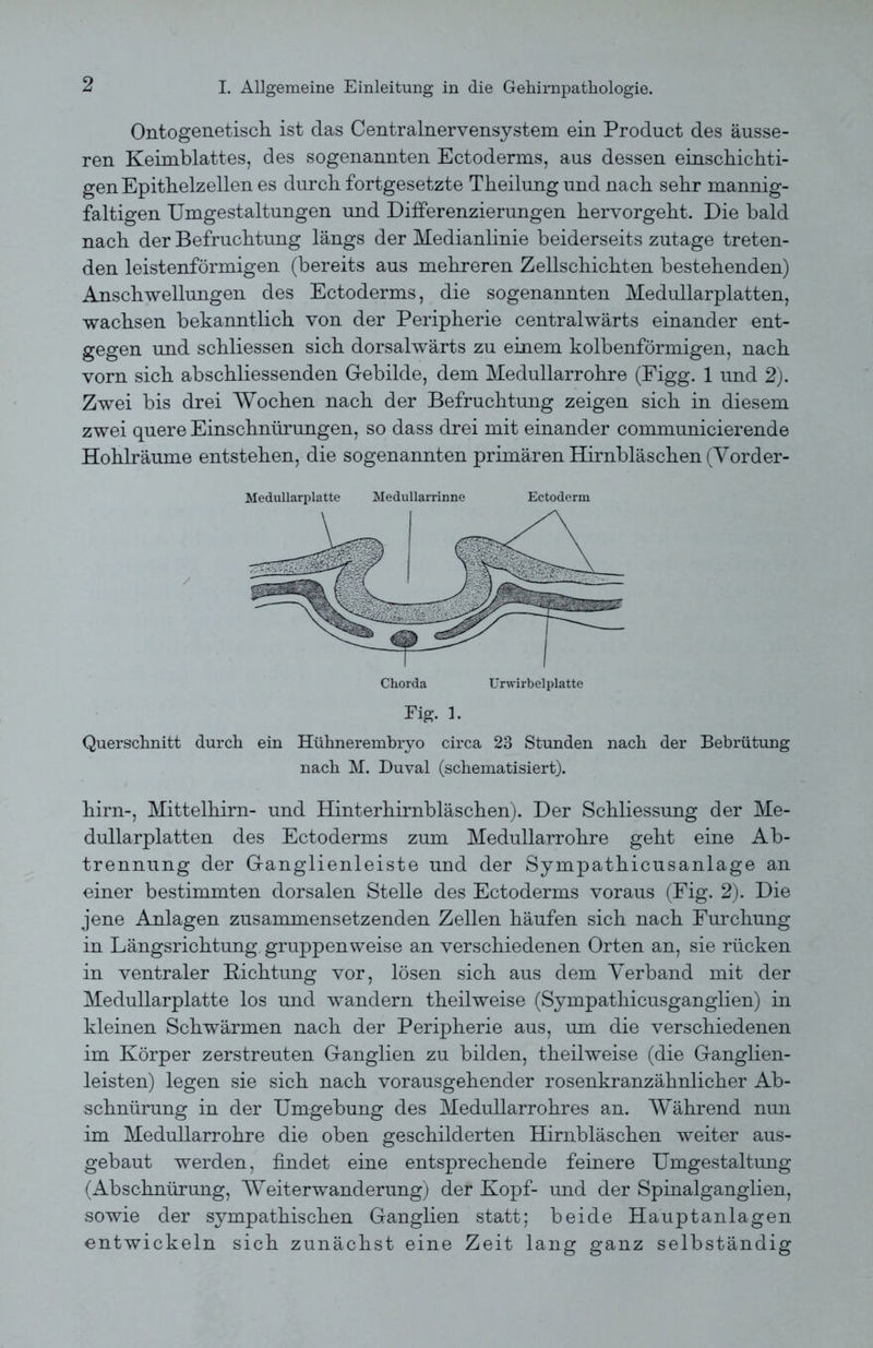 Ontogenetisch ist das Centralnervensystem ein Product des äusse- ren Keimblattes, des sogenannten Ectoderms, aus dessen einschichti- gen Epitbelzellen es durch fortgesetzte Theilung und nach sehr mannig- faltigen Umgestaltungen und Differenzierungen hervorgeht. Die bald nach der Befruchtung längs der Medianlinie beiderseits zutage treten- den leistenförmigen (bereits aus mehreren Zellschichten bestehenden) Anschwellungen des Ectoderms, die sogenannten Medullarplatten, wachsen bekanntlich von der Peripherie centralwärts einander ent- gegen und schliessen sich dorsalwärts zu einem kolbenförmigen, nach vorn sich abschliessenden Gebilde, dem Medullarrohre (Figg. 1 und 2). Zwei bis drei Wochen nach der Befruchtung zeigen sich in diesem zwei quere Einschnürungen, so dass drei mit einander communieierende Hohlräume entstehen, die sogenannten primären Hirnbläschen (Vorder- Medullarplatte Medullarrinne Ectoderm Fig. 1. Querschnitt durch ein Hühnerembryo circa 23 Stunden nach der Bebrütung nach M. Duval (schematisiert). hirn-, Mittelhirn- und Hinterhirnbläschen). Der Schliessung der Me- dullarplatten des Ectoderms zum Medullarrohre geht eine Ab- trennung der Ganglienleiste und der Sympathicusanlage an einer bestimmten dorsalen Stelle des Ectoderms voraus (Fig. 2). Die jene Anlagen zusammensetzenden Zellen häufen sich nach Furchung in Längsrichtung gruppenweise an verschiedenen Orten an, sie rücken in ventraler Dichtung vor, lösen sich aus dem Verband mit der Medullarplatte los und wandern theilweise (Sympathicusganglien) in kleinen Schwärmen nach der Peripherie aus, um die verschiedenen im Körper zerstreuten Ganglien zu bilden, theilweise (die Ganglien- leisten) legen sie sich nach vorausgehender rosenkranzähnlicher Ab- schnürung in der Umgebung des Medullarrohres an. Während nun im Medullarrohre die oben geschilderten Hirnbläschen weiter aus- gebaut werden, findet eine entsprechende feinere Umgestaltung (Abschnürung, Weiterwanderung) der Kopf- und der Spinalganglien, sowie der sympathischen Ganglien statt; beide Hauptanlagen entwickeln sich zunächst eine Zeit lang ganz selbständig