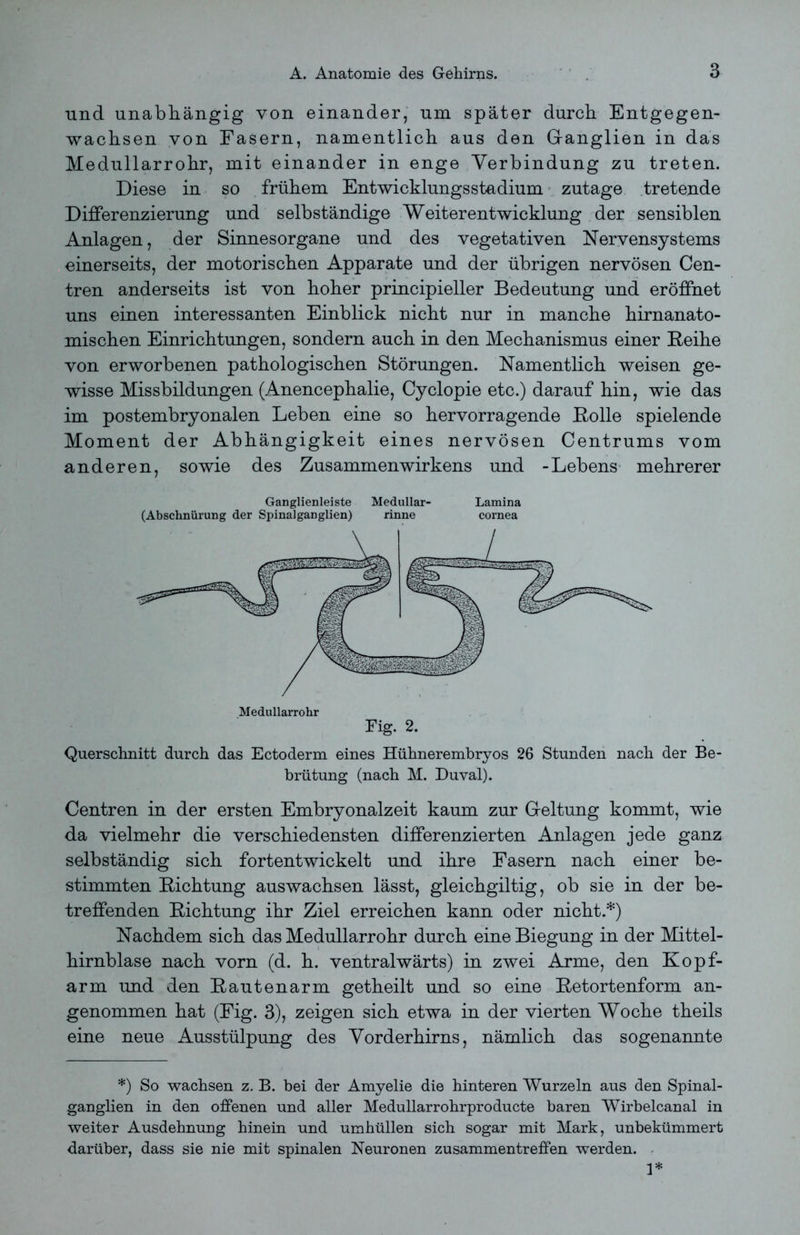 und unabhängig von einander, um später durch Entgegen- wachsen von Fasern, namentlich aus den Ganglien in das Medullarrohr, mit einander in enge Verbindung zu treten. Diese in so frühem Entwicklungsstadium zutage tretende Differenzierung und selbständige Weiterentwicklung der sensiblen Anlagen, der Sinnesorgane und des vegetativen Nervensystems einerseits, der motorischen Apparate und der übrigen nervösen Cen- tren anderseits ist von hoher principieller Bedeutung und eröffnet uns einen interessanten Einblick nicht nur in manche hirnanato- mischen Einrichtungen, sondern auch in den Mechanismus einer Reihe von erworbenen pathologischen Störungen. Namentlich weisen ge- wisse Missbildungen (Anencephalie, Cyclopie etc.) darauf hin, wie das im postembryonalen Leben eine so hervorragende Rolle spielende Moment der Abhängigkeit eines nervösen Centrums vom anderen, sowie des Zusammenwirkens und -Lebens mehrerer Ganglienleiste Medullär- Lamina (Abschnürung der Spinalganglien) rinne cornea Medullarrohr Fig. 2. Querschnitt durch das Ectoderm eines Hühnerembryos 26 Stunden nach der Be- brütung (nach M. Duval). Centren in der ersten Embryonalzeit kaum zur Geltung kommt, wie da vielmehr die verschiedensten differenzierten Anlagen jede ganz selbständig sich fortentwickelt und ihre Fasern nach einer be- stimmten Richtung auswachsen lässt, gleichgiltig, ob sie in der be- treffenden Richtung ihr Ziel erreichen kann oder nicht.*) Nachdem sich das Medullarrohr durch eine Biegung in der Mittel- hirnblase nach vorn (d. h. ventralwärts) in zwei Arme, den Kopf- arm und den Rautenarm getheilt und so eine Retortenform an- genommen hat (Eig. 3), zeigen sich etwa in der vierten Woche theils eine neue Ausstülpung des Vorderhirns, nämlich das sogenannte *) So wachsen z. B. bei der Amyelie die hinteren Wurzeln aus den Spinal- ganglien in den offenen und aller Medullarrohrproducte baren Wirbelcanal in weiter Ausdehnung hinein und umhüllen sich sogar mit Mark, unbekümmert darüber, dass sie nie mit spinalen Neuronen Zusammentreffen werden. 1*