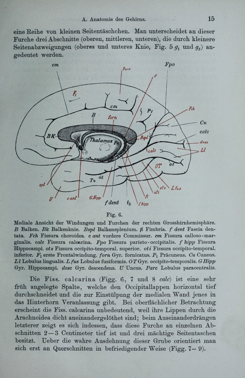 eine Reihe von kleinen Seitentäschchen. Man unterscheidet an dieser Furche drei Abschnitte (oberen, mittleren, unteren), die durch kleinere Seitenabzweigungen (oberes und unteres Knie, Fig. 5 gx und g2) an- gedeutet werden. Cu calc deso LI Mediale Ansicht der Windungen und Furchen der rechten Grosshirnhemisphäre. B Balken. Bk Balkenknie. Bspl Balkensplenium. fi Fimbria. f dent Fascia den- tata. Feh Fissura choroidea. c ant vordere Commissur. cm Fissura calloso-mar- ginalis. calc Fissura caloarina. Fpo Fissura parieto-occipitalis. f hipp Fissura Hippocampi. ots Fissura occipito-temporal. superior. oti Fissura occipito-temporal. inferior. erste Frontalwindung, forn Gyr. fornicatus. Pi Präcuneus. Cu Cuneus. LI Lobulus lingualis. L fus Lobulus fusiformis. OTGyr. occipito-temporalis. GHipp Gyr. Hippocampi. desc Gyr. descendens. U Uncus. Parc Lobulus paracentralis. Die Fiss. calcarina (Figg. 6, 7 und 8 calc) ist eine sehr früh angelegte Spalte, welche den Occipitallappen horizontal tief durchschneidet und die zur Einstülpung der medialen Wand jenes in das Hinterhorn Veranlassung gibt. Bei oberflächlicher Betrachtung erscheint die Fiss. calcarina unbedeutend, weil ihre Lippen durch die Arachnoidea dicht aneinandergelöthet sind; beim Aus einander drängen letzterer zeigt es sich indessen, dass diese Furche an einzelnen Ab- schnitten 2— 3 Centimeter tief ist und drei mächtige Seitentaschen besitzt. Ueber die wahre Ausdehnung dieser Grube orientiert man sich erst an Querschnitten in befriedigender Weise (Figg. 7—9).