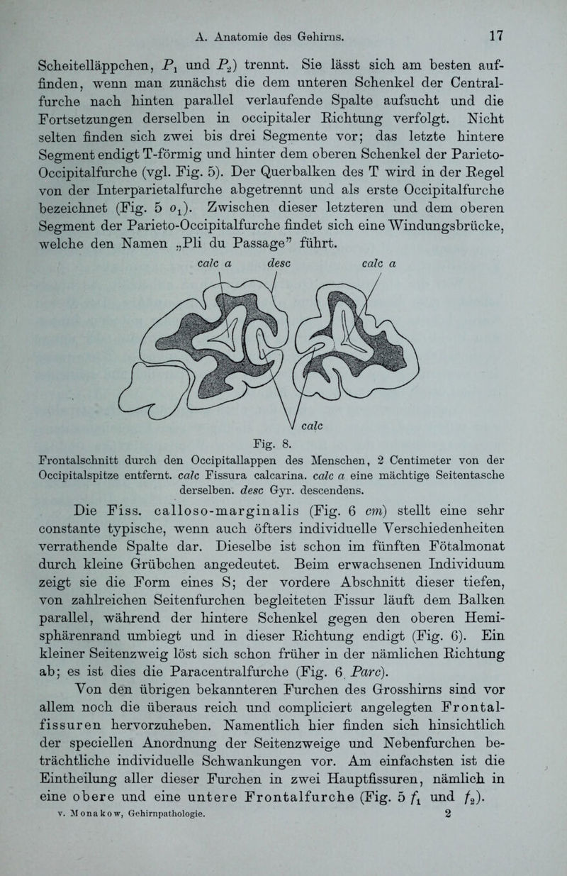 Scheitelläppchen, P1 und P2) trennt. Sie lässt sich am besten auf- finden, wenn man zunächst die dem unteren Schenkel der Central- furche nach hinten parallel verlaufende Spalte aufsucht und die Fortsetzungen derselben in occipitaler Richtung verfolgt. Nicht selten finden sich zwei bis drei Segmente vor; das letzte hintere Segment endigt T-förmig und hinter dem oberen Schenkel der Parieto- Occipitalfurche (vgl. Fig. 5). Der Querbalken des T wird in der Regel von der Interparietalfurche abgetrennt und als erste Occipitalfurche bezeichnet (Fig. 5 o^. Zwischen dieser letzteren und dem oberen Segment der Parieto-Occipitalfurche findet sich eine Windungsbrücke, welche den Namen „Pli du Passage” führt. calc a desc calc a Frontalschnitt durch den Occipitallappen des Menschen, 2 Centimeter von der Occipitalspitze entfernt, calc Fissura calcarina. calc a eine mächtige Seitentasche derselben, desc Gyr. descendens. Die Fiss. calloso-marginalis (Fig. 6 cm) stellt eine sehr constante typische, wenn auch öfters individuelle Verschiedenheiten verrathende Spalte dar. Dieselbe ist schon im fünften Fötalmonat durch kleine Grübchen angedeutet. Beim erwachsenen Individuum zeigt sie die Form eines S; der vordere Abschnitt dieser tiefen, von zahlreichen Seitenfurchen begleiteten Fissur läuft dem Balken parallel, während der hintere Schenkel gegen den oberen Hemi- sphärenrand umbiegt und in dieser Richtung endigt (Fig. 6). Ein kleiner Seitenzweig löst sich schon früher in der nämlichen Richtung ab; es ist dies die Paracentralfurche (Fig. 6. Parc). Von den übrigen bekannteren Furchen des Grosshirns sind vor allem noch die überaus reich und compliciert angelegten Frontal- fissuren hervorzuheben. Namentlich hier finden sich hinsichtlich der speciellen Anordnung der Seitenzweige und Nebenfurchen be- trächtliche individuelle Schwankungen vor. Am einfachsten ist die Eintheilung aller dieser Furchen in zwei Hauptfissuren, nämlich in eine obere und eine untere Frontalfurche (Fig. 5 ft und /2). y. Monakow, Gehirnpathologie. 2