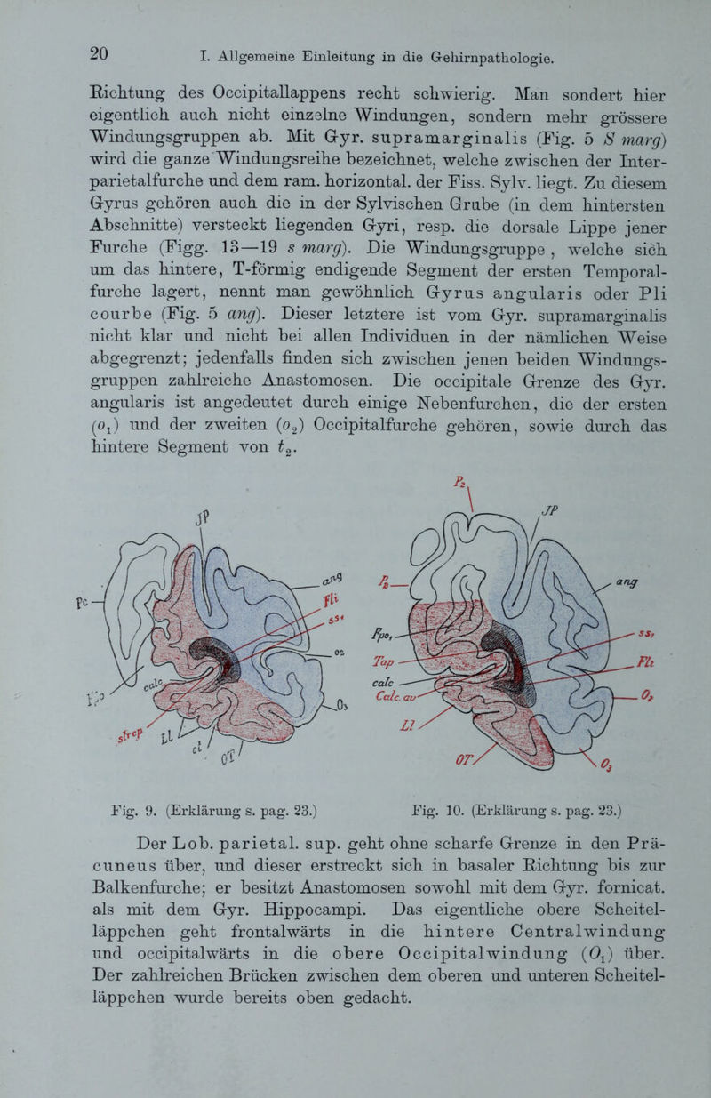 Richtung des Occipitallappens recht schwierig. Man sondert hier eigentlich auch nicht einzelne Windungen, sondern mehr grössere Windungsgruppen ab. Mit G-yr. supramarginalis (Fig. 5 S marg) wird die ganze Windungsreihe bezeichnet, welche zwischen der Inter- parietalfurche und dem ram. horizontal, der Fiss. Sylv. liegt. Zu diesem Gyrus gehören auch die in der Sylvischen Grube (in dem hintersten Abschnitte) versteckt liegenden G-yri, resp. die dorsale Lippe jener Furche (Figg. 13—19 s marg). Die Windungsgruppe , welche sich um das hintere, T-förmig endigende Segment der ersten Temporal- furche lagert, nennt man gewöhnlich Gyrus angularis oder Pli courbe (Fig. 5 ang). Dieser letztere ist vom Gyr. supramarginalis nicht klar und nicht bei allen Individuen in der nämlichen Weise abgegrenzt; jedenfalls finden sich zwischen jenen beiden Windungs- gruppen zahlreiche Anastomosen. Die occipitale Grenze des Gyr. angularis ist angedeutet durch einige Nebenfurchen, die der ersten (Oj) und der zweiten (o2) Occipitalfurche gehören, sowie durch das hintere Segment von t2. Fig. 9. (Erklärung s. pag. 23.) Fig. 10. (Erklärung s. pag. 23.) Der Lob. parietal, sup. geht ohne scharfe Grenze in den Prä- cuneus über, und dieser erstreckt sich in basaler Richtung bis zur Balkenfurche; er besitzt Anastomosen sowohl mit dem Gyr. fornicat. als mit dem Gyr. Hippocampi. Das eigentliche obere Scheitel- läppchen geht frontalwärts in die hintere Centralwindung und occipitalwärts in die obere Occipitalwindung (Ox) über. Der zahlreichen Brücken zwischen dem oberen und unteren Scheitel- läppchen wurde bereits oben gedacht.