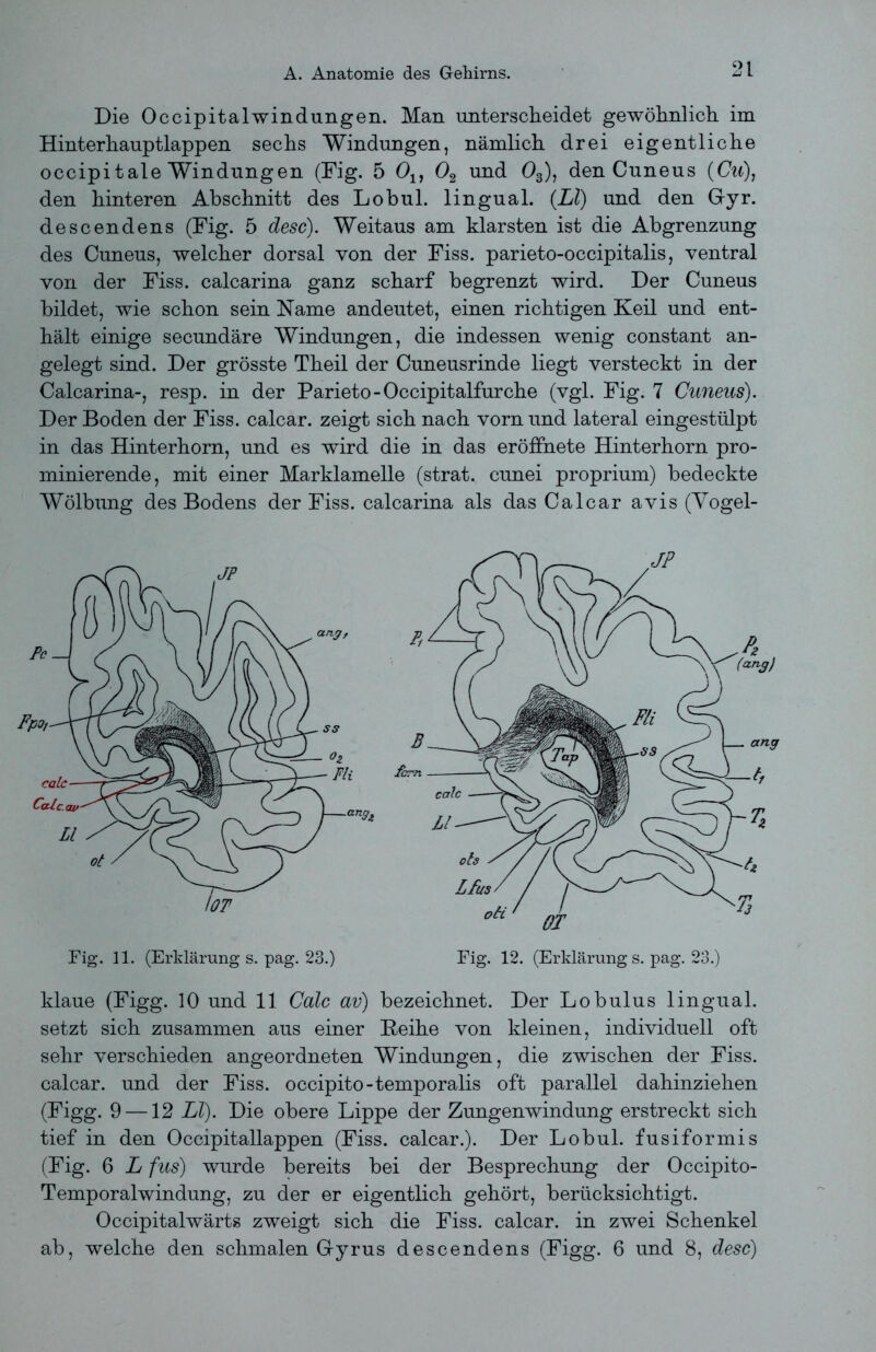 Die Occipitalwindungen. Man unterscheidet gewöhnlich im Hinterhauptlappen sechs Windungen, nämlich drei eigentliche occipitale Windungen (Fig. 5 Ou 02 und 03), den Cuneus (Cu), den hinteren Abschnitt des Lobul. lingual. (LI) und den Gyr. descendens (Fig. 5 desc). Weitaus am klarsten ist die Abgrenzung des Cuneus, welcher dorsal von der Fiss. parieto-occipitalis, ventral von der Fiss. calcarina ganz scharf begrenzt wird. Der Cuneus bildet, wie schon sein Name andeutet, einen richtigen Keil und ent- hält einige secundäre Windungen, die indessen wenig constant an- gelegt sind. Der grösste Theil der Cuneusrinde liegt versteckt in der Calcarina-, resp. in der Parieto-Occipitalfurche (vgl. Fig. 7 Cuneus). Der Boden der Fiss. calcar. zeigt sich nach vorn und lateral eingestülpt in das Hinterhorn, und es wird die in das eröffnete Hinterhorn pro- minierende, mit einer Marklamelle (strat. cunei proprium) bedeckte Wölbung des Bodens der Fiss. calcarina als das Calcar avis (Vogel- F, B fern Fig. 11. (Erklärung s. pag. 23.) Fig. 12. (Erklärung s. pag. 23.) klaue (Figg. 10 und 11 Code av) bezeichnet. Der Lobulus lingual, setzt sich zusammen aus einer Reihe von kleinen, individuell oft sehr verschieden angeordneten Windungen, die zwischen der Fiss. calcar. und der Fiss. occipito-temporalis oft parallel dahinziehen (Figg. 9 —12 LI). Die obere Lippe der Zungenwindung erstreckt sich tief in den Occipitallappen (Fiss. calcar.). Der Lobul. fusiformis (Fig. 6 L fus) wurde bereits bei der Besprechung der Occipito- Temporalwindung, zu der er eigentlich gehört, berücksichtigt. Occipitalwärts zweigt sich die Fiss. calcar. in zwei Schenkel ab, welche den schmalen Gyrus descendens (Figg. 6 und 8, desc)