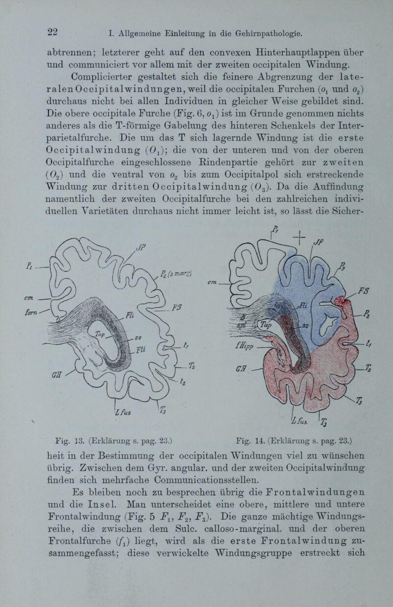 abtrennen; letzterer gebt auf den convexen Hinterbauptlappen über und communiciert vor allem mit der zweiten occipitalen Windung. Complicierter gestaltet sieb die feinere Abgrenzung der late- ralen Occipitalwindungen, weil die occipitalen Furchen (c>! und o2) durchaus nicht bei allen Individuen in gleicher Weise gebildet sind. Die obere occipitale Furche (Fig. 6, ot) ist im Grunde genommen nichts anderes als die T-förmige Gabelung des hinteren Schenkels der Inter- parietalfurche. Die um das T sich lagernde Windung ist die er sie Occipitalwindung (OJ; die von der unteren und von der oberen Occipitalfurche eingeschlossene Bindenpartie gehört zur zweiten (02) und die ventral von o2 bis zum Occipitalpol sich erstreckende Windung zur dritten Occipitalwindung (03). Da die Auffindung namentlich der zweiten Occipitalfurche bei den zahlreichen indivi- duellen Varietäten durchaus nicht immer leicht ist, so lässt die Sicher- Fig. 13. (Erklärung s. pag. 23.) Fig. 14. (Erklärung s. pag. 23.) heit in der Bestimmung der occipitalen Windungen viel zu wünschen übrig. Zwischen dem Gyr. angular, und der zweiten Occipitalwindung finden sich mehrfache Communicationsstellen. Es bleiben noch zu besprechen übrig die Frontalwindungen und die Insel. Man unterscheidet eine obere, mittlere und untere Frontalwindung (Fig. 5 Flt F21 F3). Die ganze mächtige Windungs- reihe, die zwischen dem Sulc. calloso-marginal, und der oberen Frontalfurche (ft) liegt, wird als die erste Frontalwindung zu- sammengefasst; diese verwickelte Windungsgruppe erstreckt sich