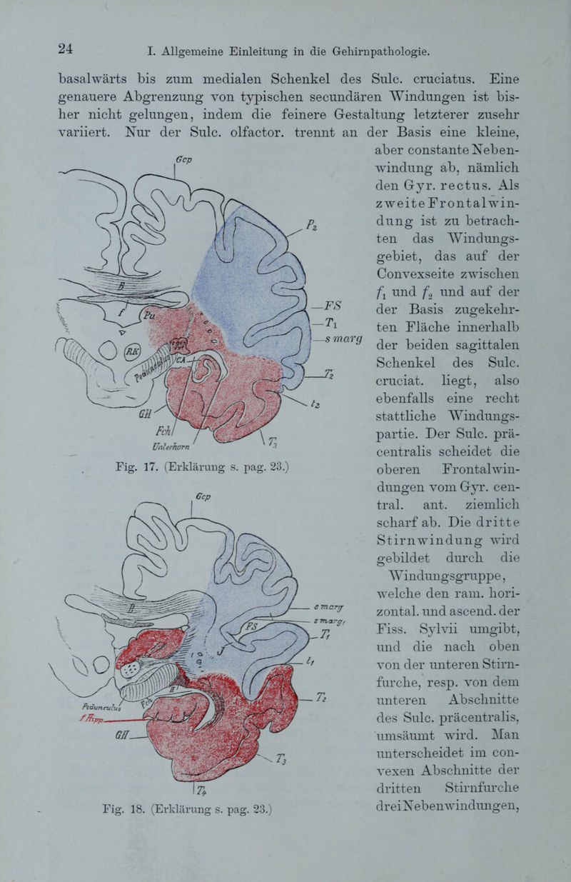 basalwärts bis zum medialen Schenkel des Sulc. cruciatus. Eine genauere Abgrenzung von typischen secundären Windungen ist bis- her nicht gelungen, indem die feinere Gestaltung letzterer zusehr variiert. Nur der Sulc. olfactor. trennt an der Basis eine kleine, aber constante Neben- windung ab, nämlich den Gyr. rectus. Als zweite Frontal Win- dung ist zu betrach- ten das Windungs- gebiet, das auf der Convexseite zwischen f\ und f2 und auf der der Basis zugekehr- ten Fläche innerhalb der beiden sagittalen Schenkel des Sulc. cruciat. liegt, also ebenfalls eine recht stattliche Windungs- partie. Der Sulc. prä- centralis scheidet die Fig. 17. (Erklärung s. pag. 23.) oberen Frontal Win- dungen vom Gyr. cen- tral. ant. ziemlich scharf ab. Die dritte Stirnwindung wird gebildet durch die Windungsgruppe, welche den ram. hori- zontal. und ascend. der Fiss. Sylvii umgibt, und die nach oben von der unteren Stirn- furche, resp. von dem unteren Abschnitte des Sulc. präcentralis, umsäumt wird. Man unterscheidet im con- vexen Abschnitte der dritten Stirnfurche Fig. 18. (Erklärung s. pag. 23.) drei Nebenwindungen,