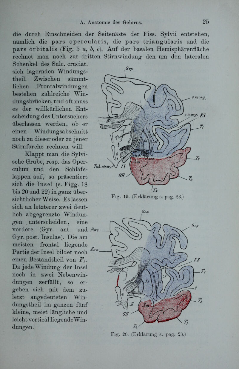 die durch. Einschneiden der Seitenäste der Fiss. Sylvii entstehen, nämlich die pars opercularis, die pars triangularis und die pars orbitalis (Fig. 5 a, b1 c). Auf der basalen Hemisphärenfläche rechnet man noch zur dritten Stirnwindung den um den lateralen Schenkel des Sulc. cruciat. sich lagernden Windungs- theil. Zwischen sämmt- lichen Frontalwindungen bestehen zahlreiche Win- dungsbrücken, und oft muss es der willkürlichen Ent- scheidung des Untersuchers überlassen werden, ob er einen Windungsabschnitt noch zu dieser oder zu jener Stirnfurche rechnen will. Klappt man die Sylvi- sche Grube, resp. das Oper- culum und den Schläfe- lappen auf, so präsentiert sich die Insel (s. Figg. 18 bis 20 und 22) in ganz über- sichtlicher Weise. Es lassen sich an letzterer zwei deut- lich abgegrenzte Windun- gen unterscheiden, eine vordere (Gyr. ant. und Gyr. post. Insulae). Die am meisten frontal liegende Partie der Insel bildet noch einen Bestandtheil von F3. Da jede Windung der Insel noch in zwei Hebenwin- dungen zerfällt, so er- geben sich mit dem zu- letzt angedeuteten Win- dungstheil im ganzen fünf kleine, meist längliche und leicht vertical liegendeWin- düngen. Fig. 19. (Erklärung s. pag. 23.) Fig. 20. (Erklärung s. pag. 23.)