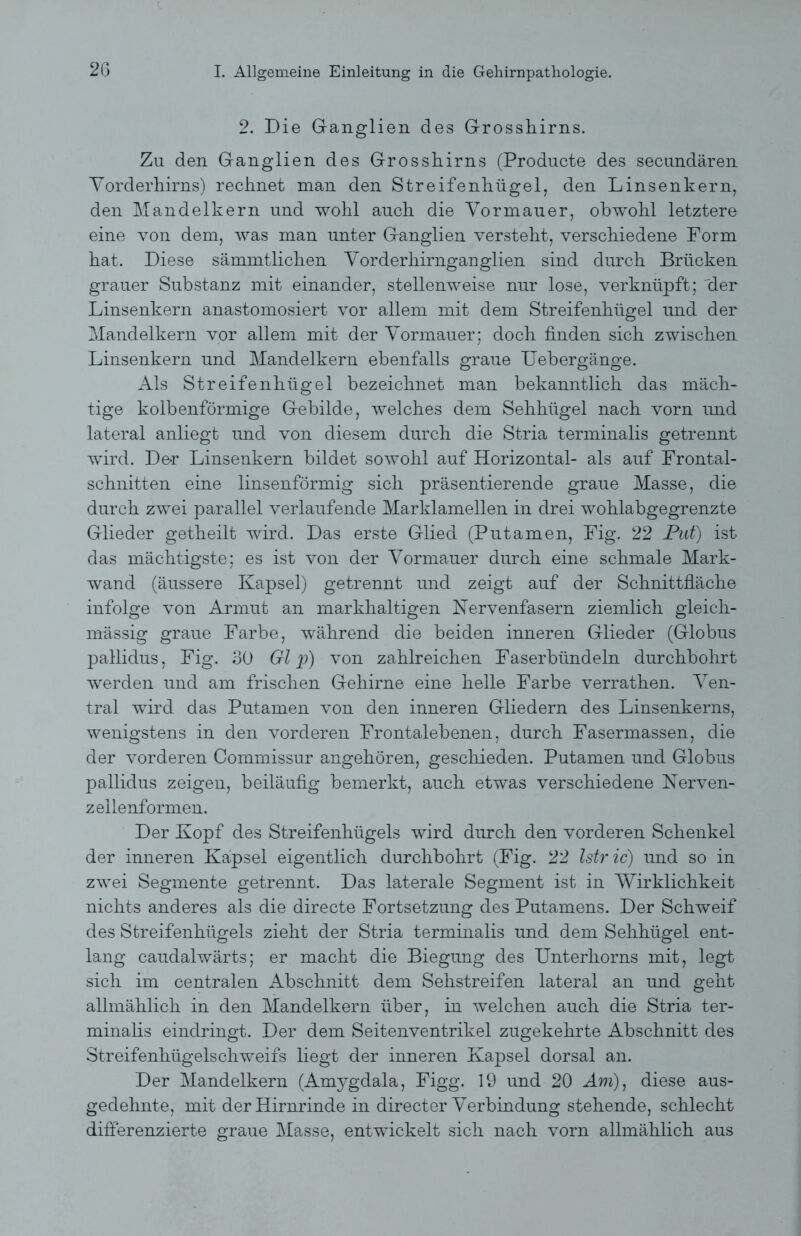 2. Die Ganglien des Grosshirns. Zu den Ganglien des Grosshirns (Producte des secundären Vorderhirns) rechnet man den Streifenhügel, den Linsenkern, den Mandelkern und wohl auch die Vormauer, obwohl letztere eine von dem, was man unter Ganglien versteht, verschiedene Form hat. Diese sämmtlichen Vorderhirnganglien sind durch Brücken grauer Substanz mit einander, stellenweise nur lose, verknüpft; der Linsenkern anastomosiert vor allem mit dem Streifenhügel und der Mandelkern vor allem mit der Vormauer; doch finden sich zwischen Linsenkern und Mandelkern ebenfalls graue Uebergänge. Als Streifenhügel bezeichnet man bekanntlich das mäch- tige kolbenförmige Gebilde, welches dem Sehhügel nach vorn und lateral anliegt und von diesem durch die Stria terminalis getrennt wird. Der Linsenkern bildet sowohl auf Horizontal- als auf Frontal- schnitten eine linsenförmig sich präsentierende graue Masse, die durch zwei parallel verlaufende Marklamellen in drei wohlabgegrenzte Glieder getheilt wird. Das erste Glied (Putamen, Fig. 22 Put) ist das mächtigste; es ist von der Vormauer durch eine schmale Mark- wand (äussere Kapsel) getrennt und zeigt auf der Schnittfläche infolge von Armut an markhaltigen Nervenfasern ziemlich gleich- massig graue Farbe, während die beiden inneren Glieder (Globus pallidus, Fig. 30 Gl p) von zahlreichen Faserbündeln durchbohrt werden und am frischen Gehirne eine helle Farbe verrathen. Ven- tral wird das Putamen von den inneren Gliedern des Linsenkerns, wenigstens in den vorderen Frontalebenen, durch Fasermassen, die der vorderen Commissur angehören, geschieden. Putamen und Globus pallidus zeigen, beiläufig bemerkt, auch etwas verschiedene Nerven- zellenformen. Der Kopf des Streifenhügels wird durch den vorderen Schenkel der inneren Kapsel eigentlich durchbohrt (Fig. 22 Istric) und so in zwei Segmente getrennt. Das laterale Segment ist in Wirklichkeit nichts anderes als die directe Fortsetzung des Putamens. Der Schweif des Streifenhügels zieht der Stria terminalis und dem Sehhügel ent- lang caudalwärts; er macht die Biegung des Unterhorns mit, legt sich im centralen Abschnitt dem Sehstreifen lateral an und geht allmählich in den Mandelkern über, in welchen auch die Stria ter- minalis eindringt. Der dem Seitenventrikel zugekehrte Abschnitt des Streifenhügelschweifs liegt der inneren Kapsel dorsal an. Der Mandelkern (Amygdala, Figg. 19 und 20 Am), diese aus- gedehnte, mit der Hirnrinde in directer Verbindung stehende, schlecht differenzierte graue Masse, entwickelt sich nach vorn allmählich aus