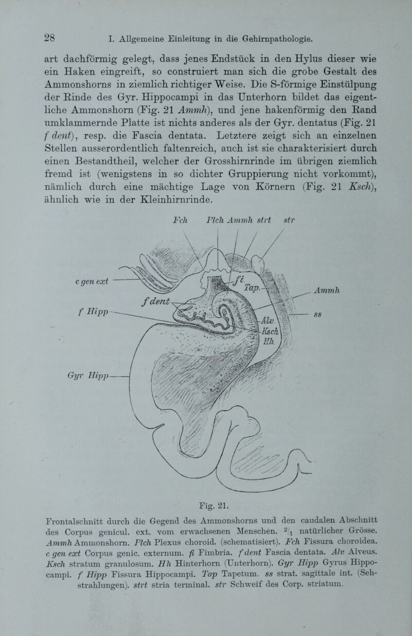 art dachförmig gelegt, dass jenes Endstück in den Hylus dieser wie ein Haken eingreift, so construiert man sich die grobe Gestalt des Ammonshorns in ziemlich richtiger Weise. Die S-förmige Einstülpung der Rinde des Gyr. Hippocampi in das Unterhorn bildet das eigent- liche Ammonshorn (Fig. 21 Ammh), und jene hakenförmig den Rand umklammernde Platte ist nichts anderes als der Gyr. dentatus (Fig. 21 f dent), resp. die Fascia dentata. Letztere zeigt sich an einzelnen Stellen ausserordentlich faltenreich, auch ist sie charakterisiert durch einen Bestandtheil, welcher der Grosshirnrinde im übrigen ziemlich fremd ist (wenigstens in so dichter Gruppierung nicht vorkommt), nämlich durch eine mächtige Lage von Körnern (Fig. 21 Ksch), ähnlich wie in der Kleinhirnrinde. Feh Pich Ammh strt str Frontalschnitt durch die Gegend des Ammonshorns und den caudalen Abschnitt des Corpus genicul. ext. vom erwachsenen Menschen. 2h natürlicher Grösse. Ammh Ammonshorn. Pich Plexus choroid. (schematisiert). Feh Fissura choroidea. c gen ext Corpus genic. externum. fi Fimbria. f dent Fascia dentata. Alv Alveus. Ksch stratum granulosum. Hh Hinterhorn (Unterhorn). Gyr Hipp Gyrus Hippo- campi. f Hipp Fissura Hippocampi. Tap Tapetum. ss strat. sagittale int. (Seh- strahlungen). strt stria terminal, str Schweif des Corp. striatum.