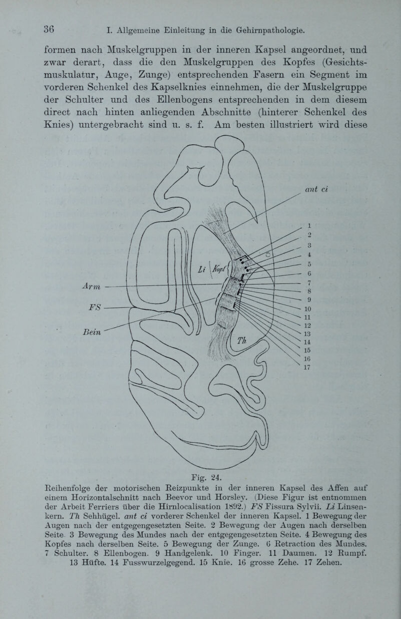 formen nach. Muskelgruppen in der inneren Kapsel angeordnet, und zwar derart, dass die den Muskelgruppen des Kopfes (Gesichts- muskulatur, Auge, Zunge) entsprechenden Fasern ein Segment im vorderen Schenkel des Kapselknies einnehmen, die der Muskelgruppe der Schulter und des Ellenbogens entsprechenden in dem diesem direct nach hinten anliegenden Abschnitte (hinterer Schenkel des Knies) untergebracht sind u. s. f. Am besten illustriert wird diese ant ci 1 2 3 4 5 6 7 8 9 10 11 12 13 14 15 16 17 Reihenfolge der motorischen Reizpunkte in der inneren Kapsel des Affen auf einem Horizontalschnitt nach Beevor und Horsley. (Diese Figur ist entnommen der Arbeit Ferriers über die Hirnlocalisation 1892.) FS Fissura Sylvii. Li Linsen- kern. Th Sehhügel, ant ci vorderer Schenkel der inneren Kapsel. 1 Bewegung der Augen nach der entgegengesetzten Seite. 2 Bewegung der Augen nach derselben Seite. 3 Bewegung des Mundes nach der entgegengesetzten Seite. 4 Bewegung des Kopfes nach derselben Seite. 5 Bewegung der Zunge. 6 Retraction des Mundes. 7 Schulter. 8 Ellenbogen. 9 Handgelenk. 10 Finger. 11 Daumen. 12 Rumpf. 13 Hüfte. 14 Fusswurzelgegend. 15 Knie. 16 grosse Zehe. 17 Zehen.